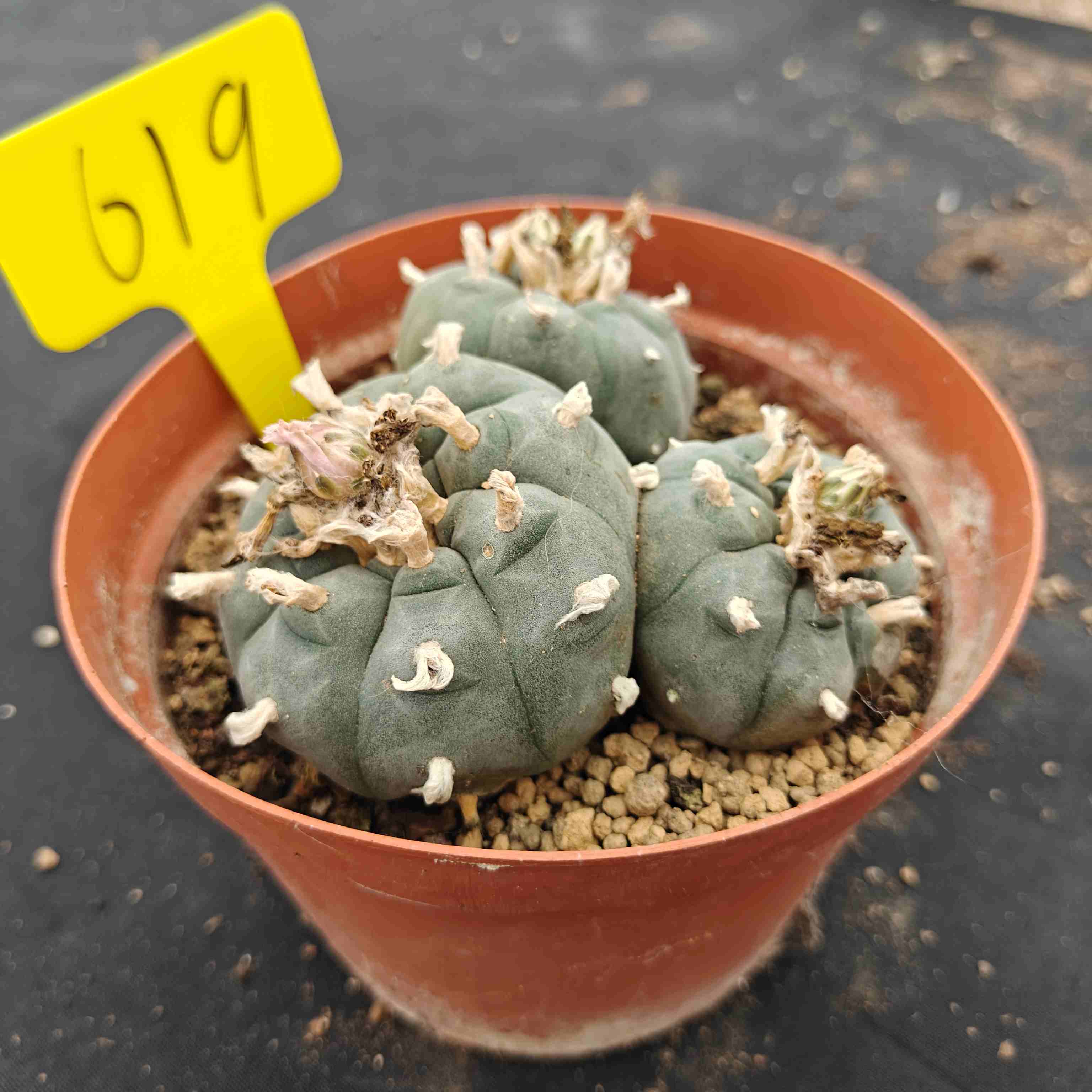 10cm（WYSIWYG）Lophophora williamsii （single head）6-8 years old Number 619