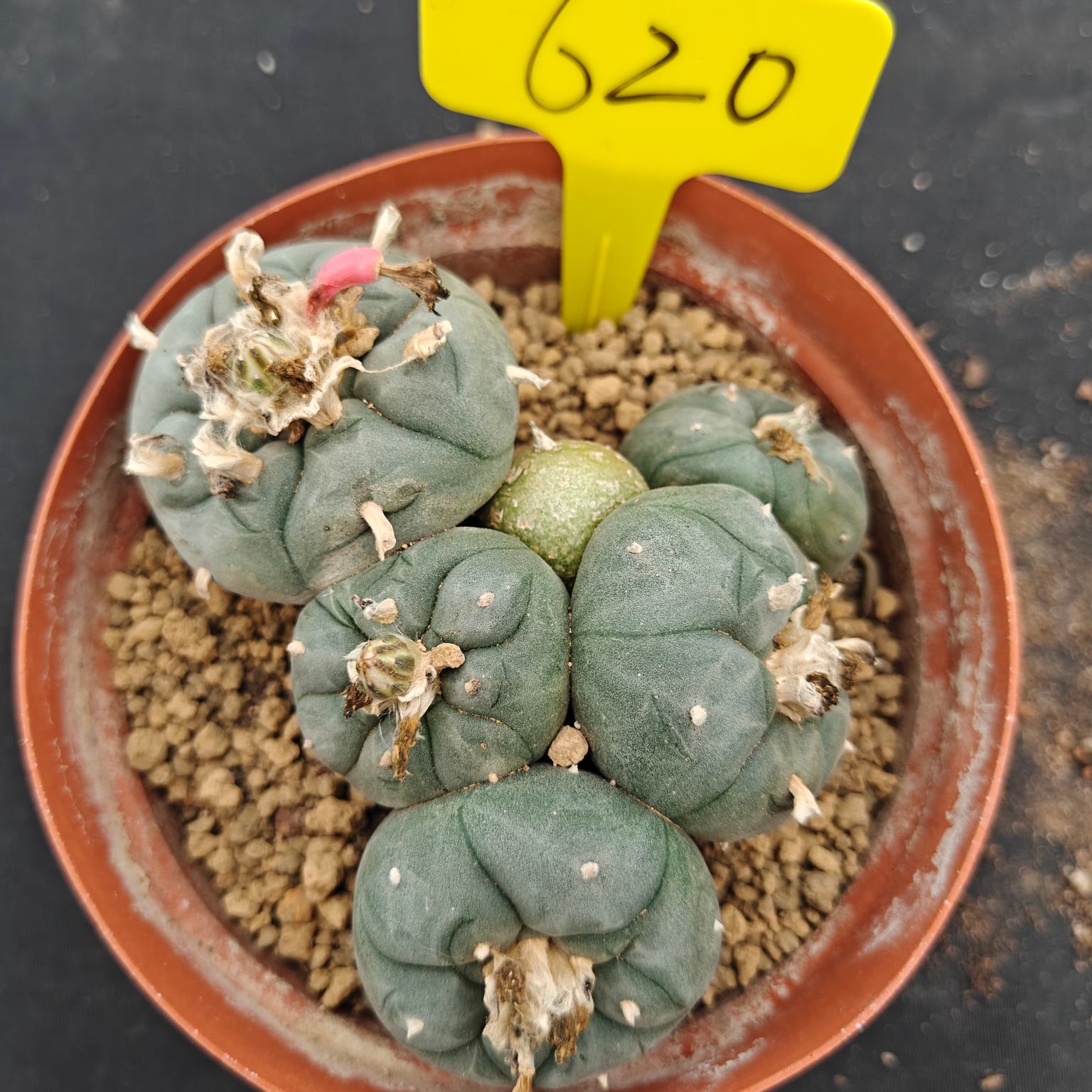12cm（WYSIWYG）Lophophora williamsii （single head）6-8 years old Number 620