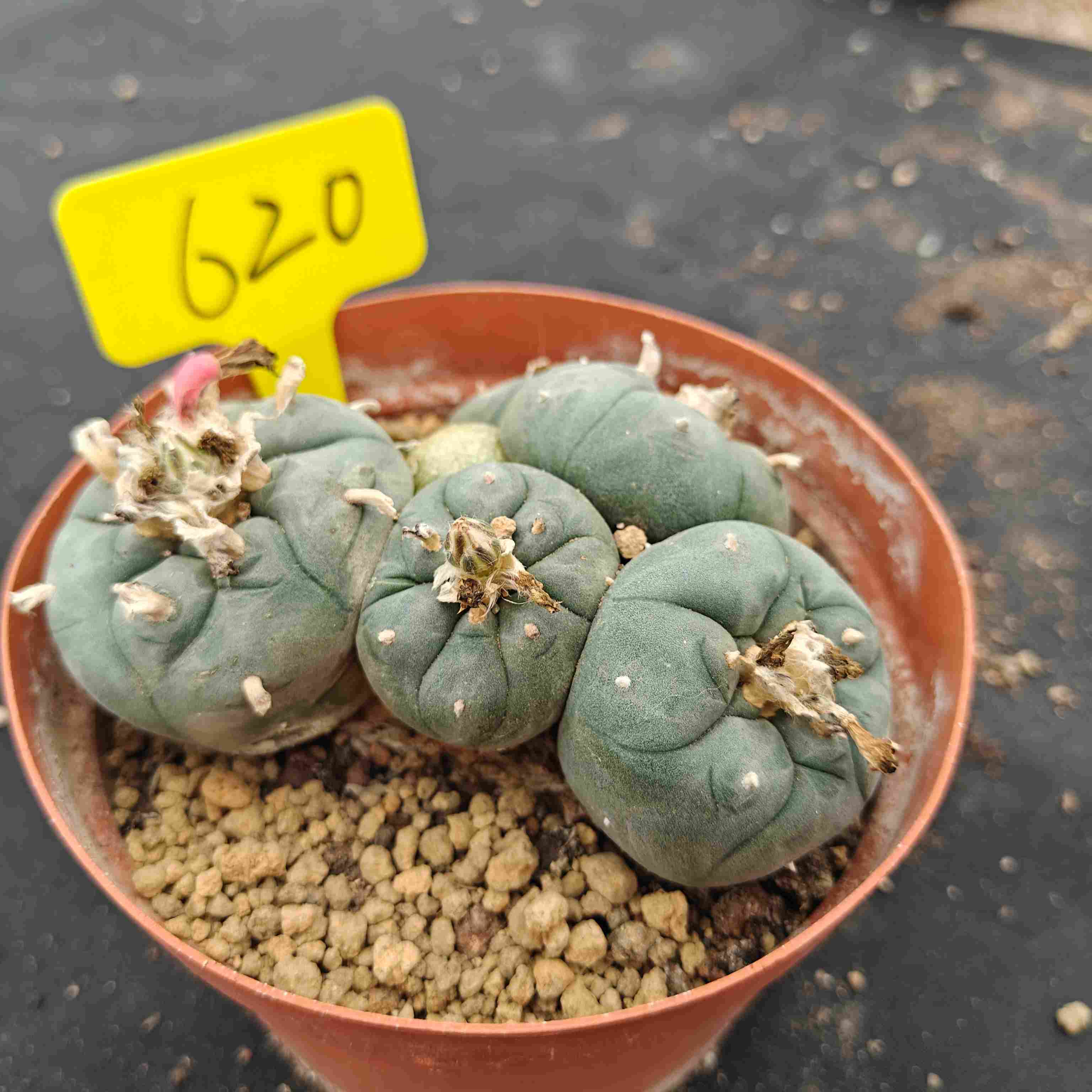 12cm（WYSIWYG）Lophophora williamsii （single head）6-8 years old Number 620