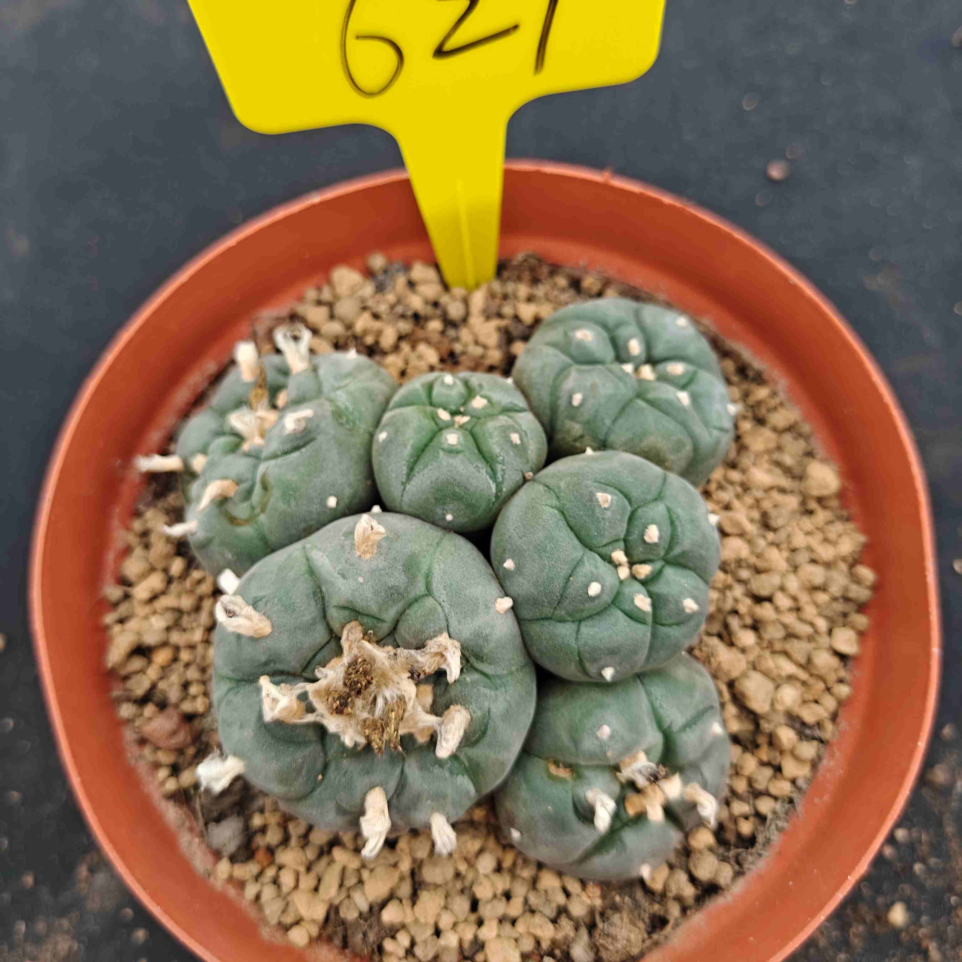 11cm（WYSIWYG）Lophophora williamsii （single head）6-8 years old Number 621