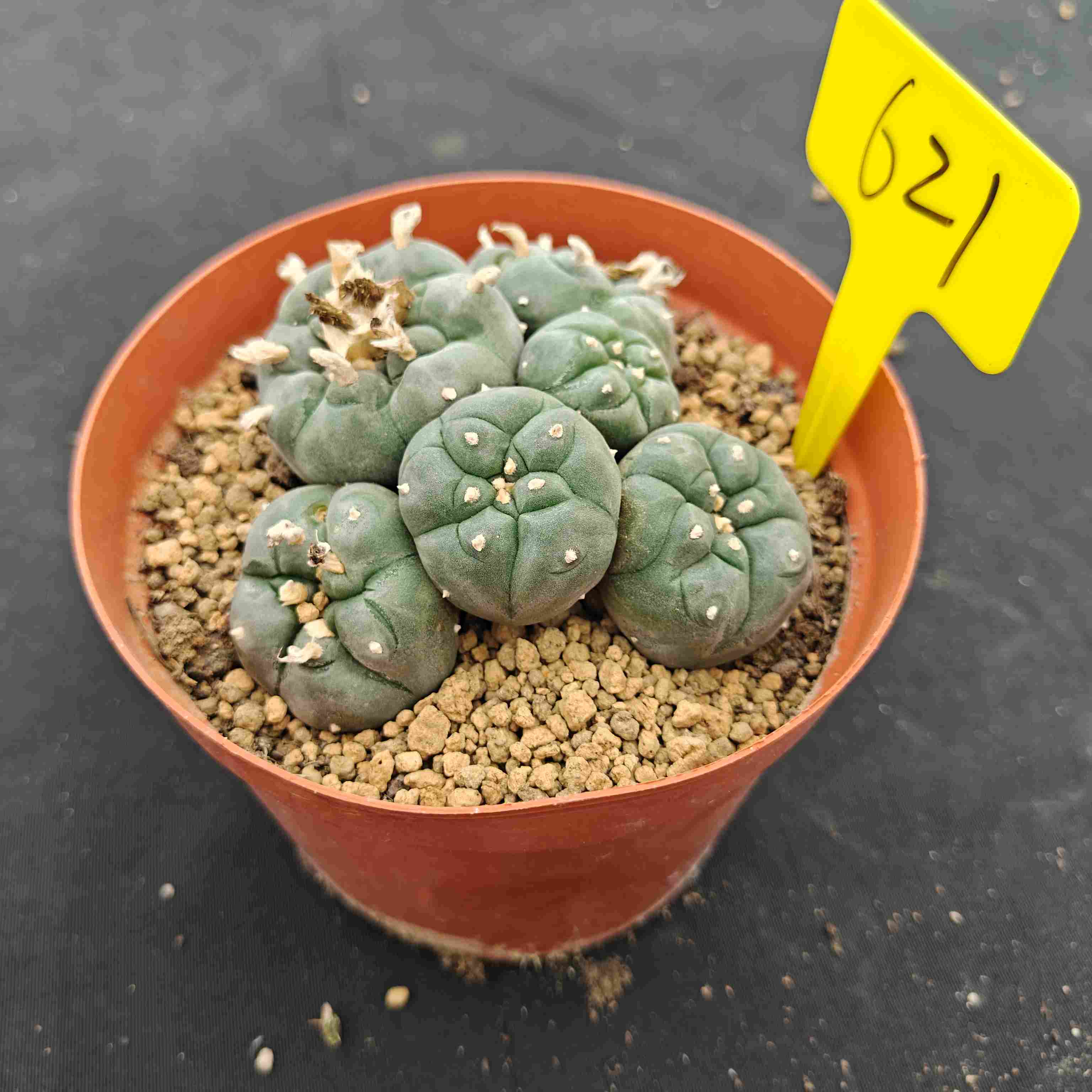 11cm（WYSIWYG）Lophophora williamsii （single head）6-8 years old Number 621