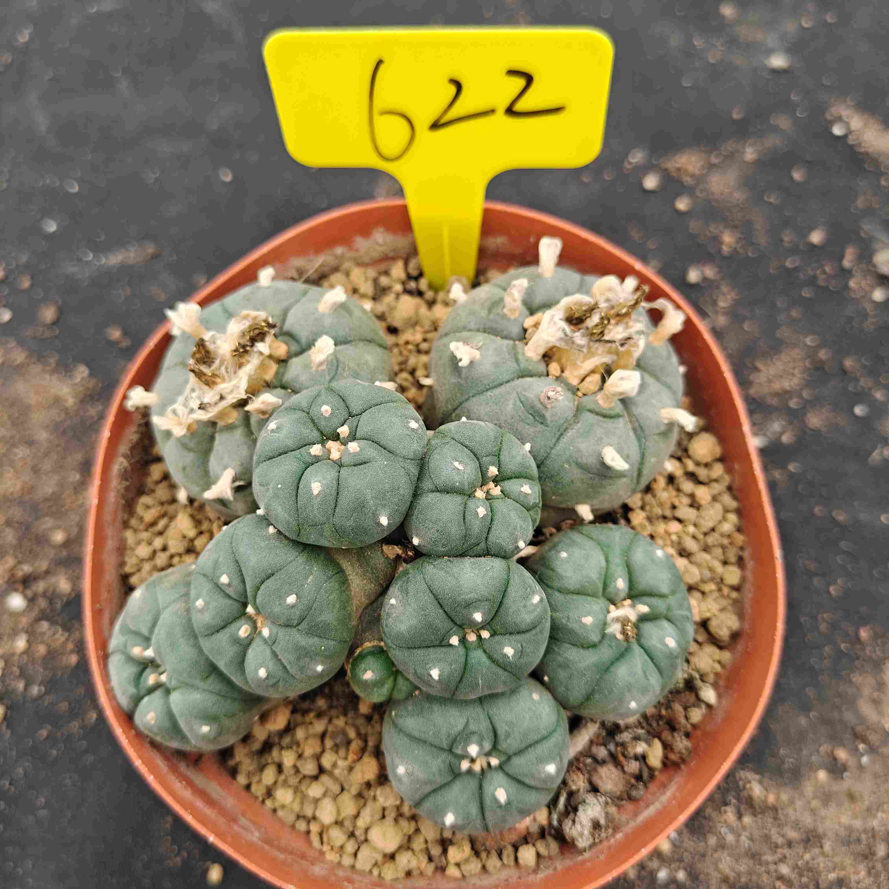 12cm（WYSIWYG）Lophophora williamsii （single head）6-8 years old Number 622