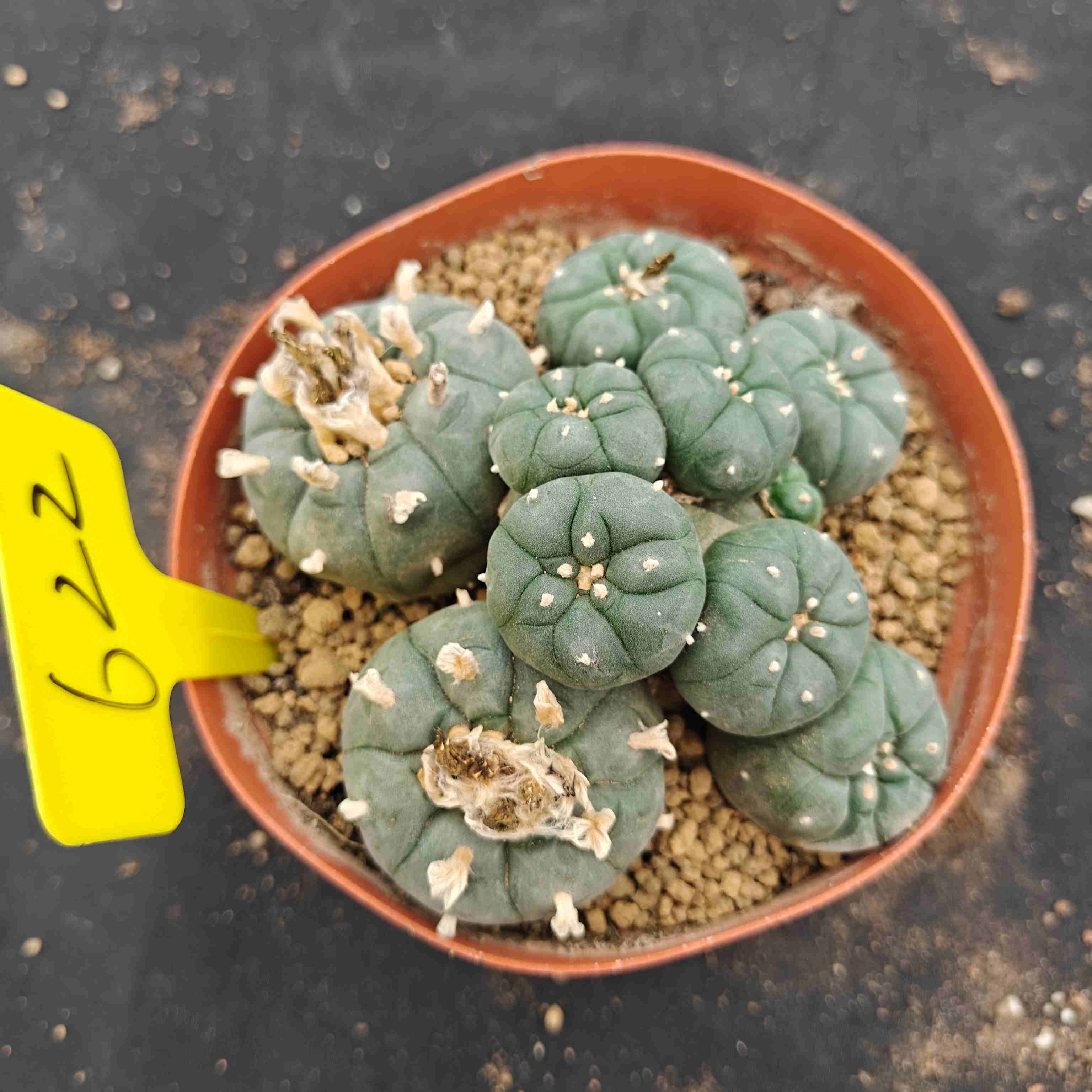 12cm（WYSIWYG）Lophophora williamsii （single head）6-8 years old Number 622