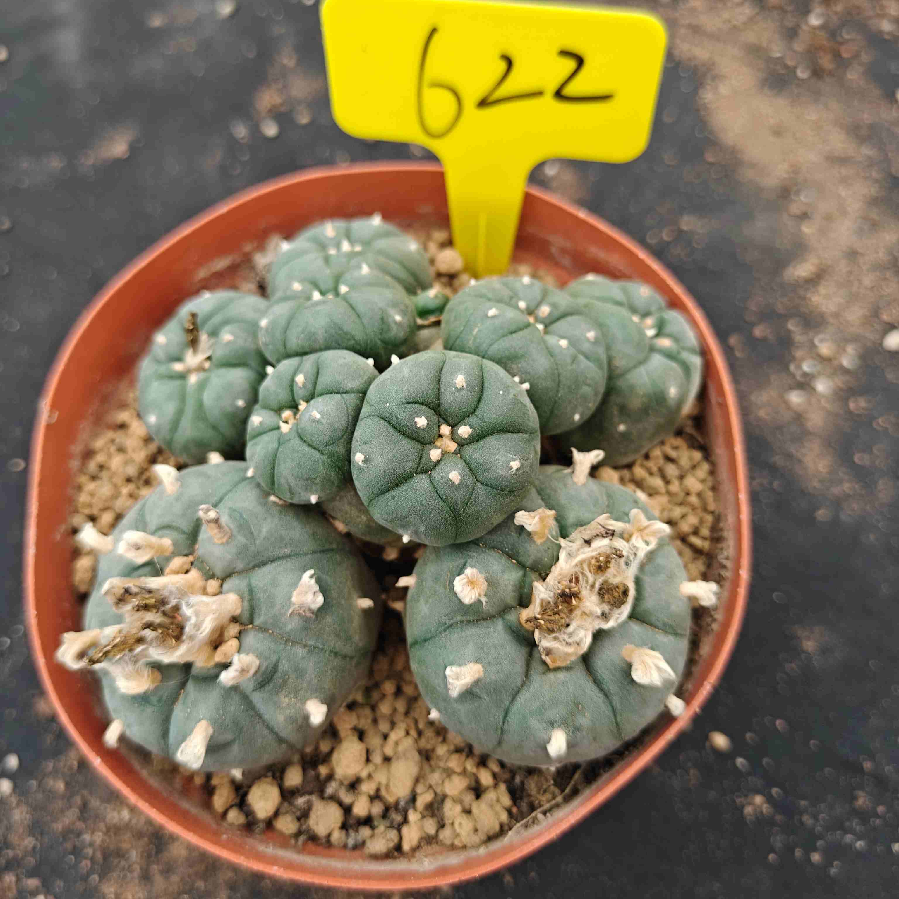 12cm（WYSIWYG）Lophophora williamsii （single head）6-8 years old Number 622