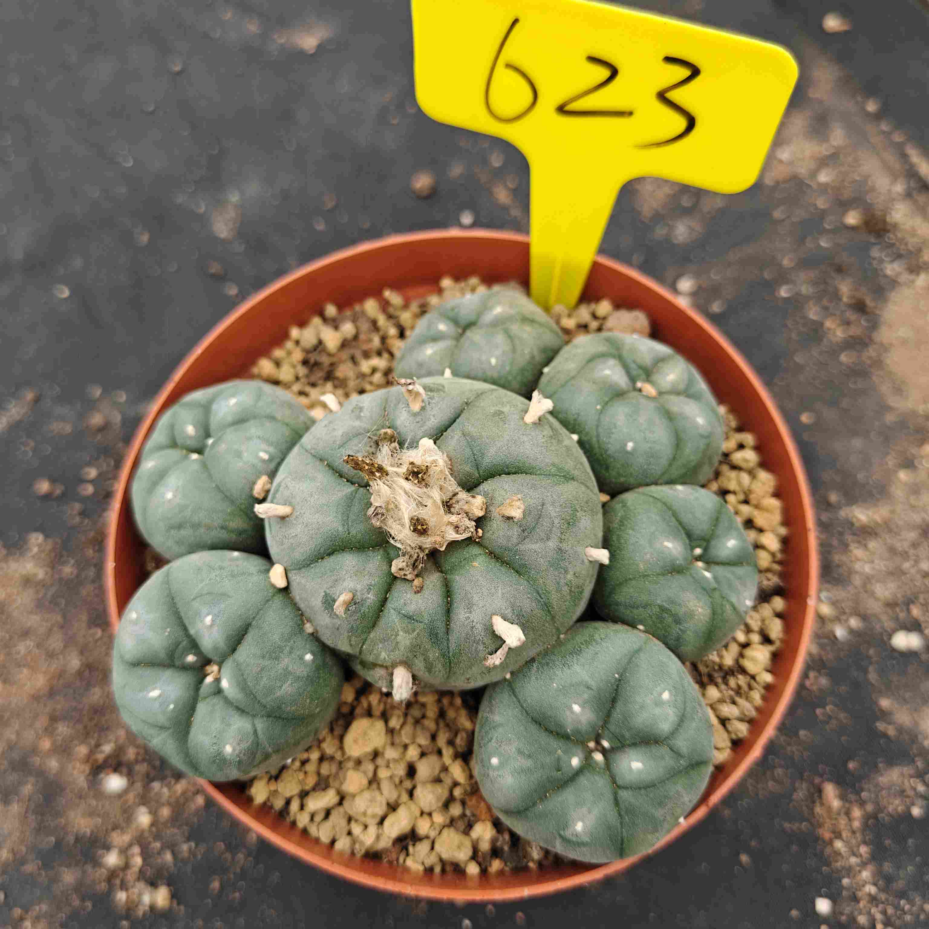 12cm（WYSIWYG）Lophophora williamsii （single head）6-8 years old Number 623