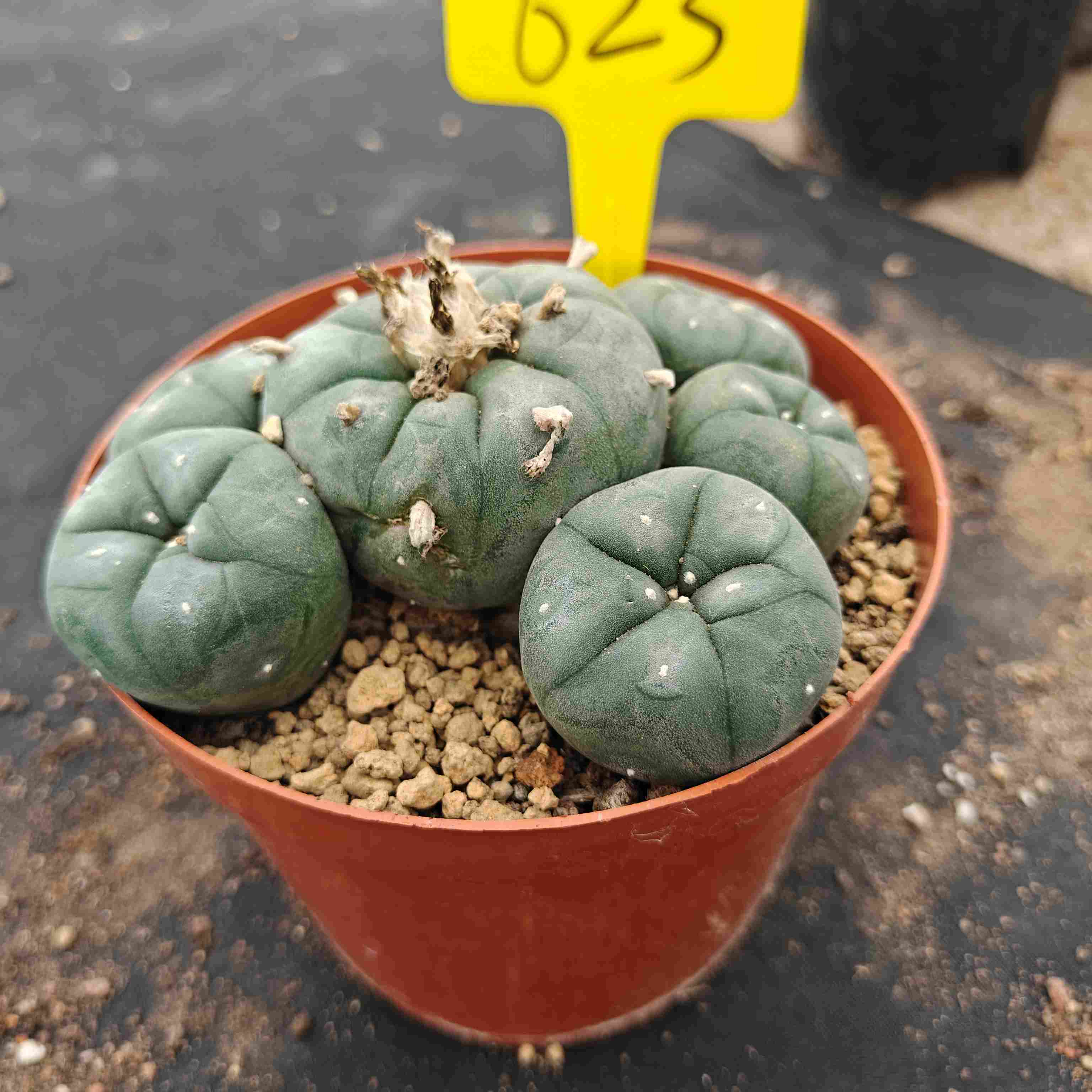 12cm（WYSIWYG）Lophophora williamsii （single head）6-8 years old Number 623