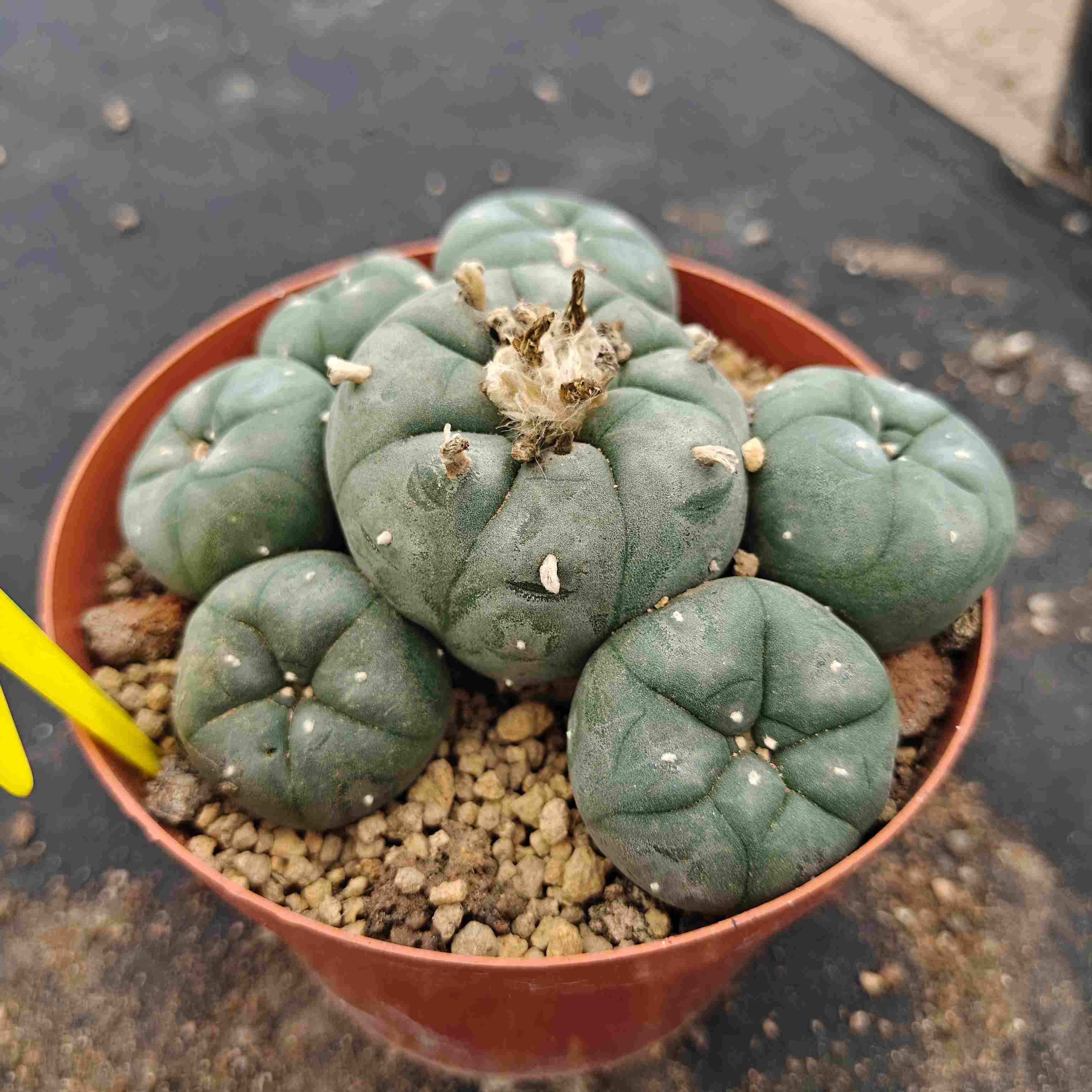 12cm（WYSIWYG）Lophophora williamsii （single head）6-8 years old Number 623