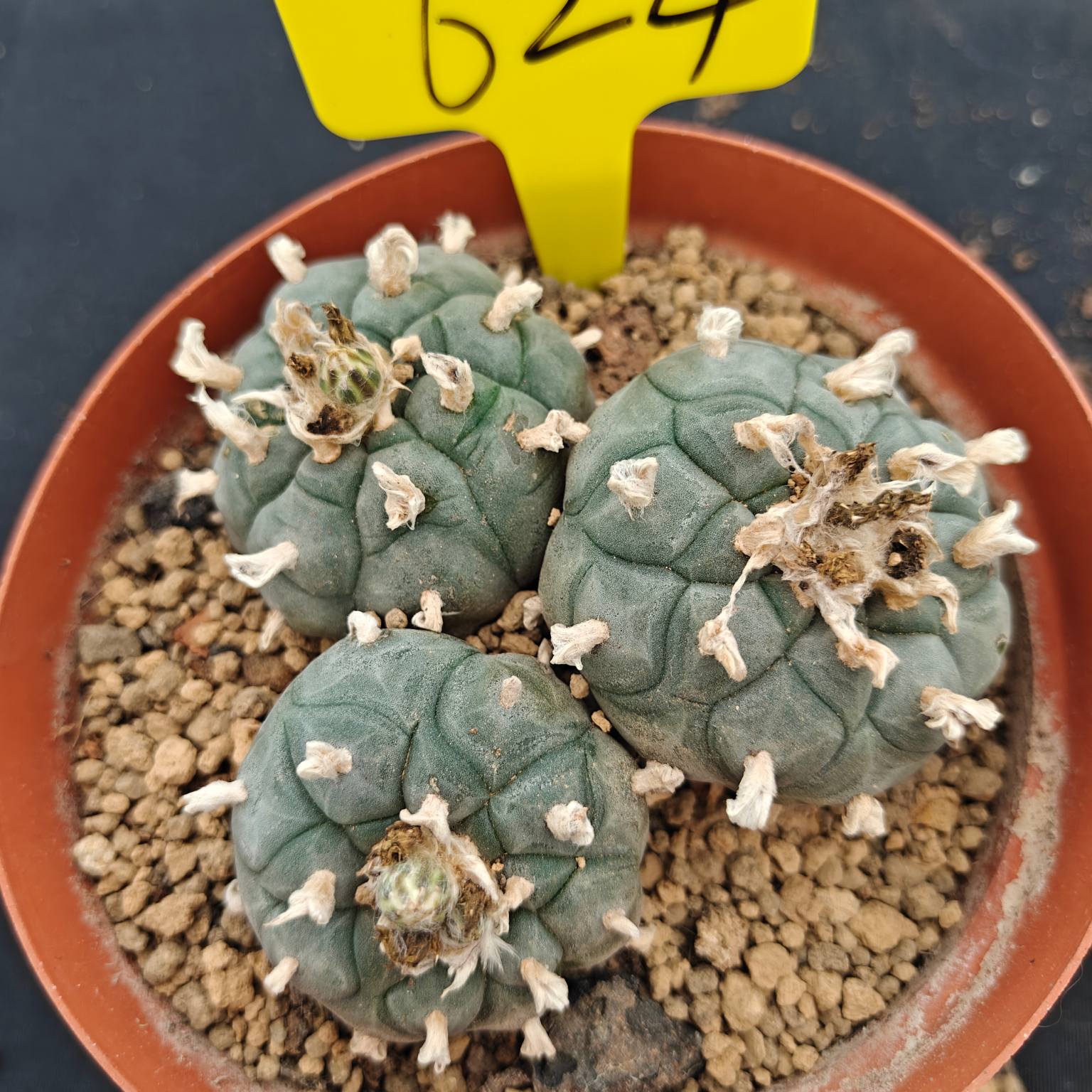10cm（WYSIWYG）Lophophora williamsii （single head）6-8 years old Number 624