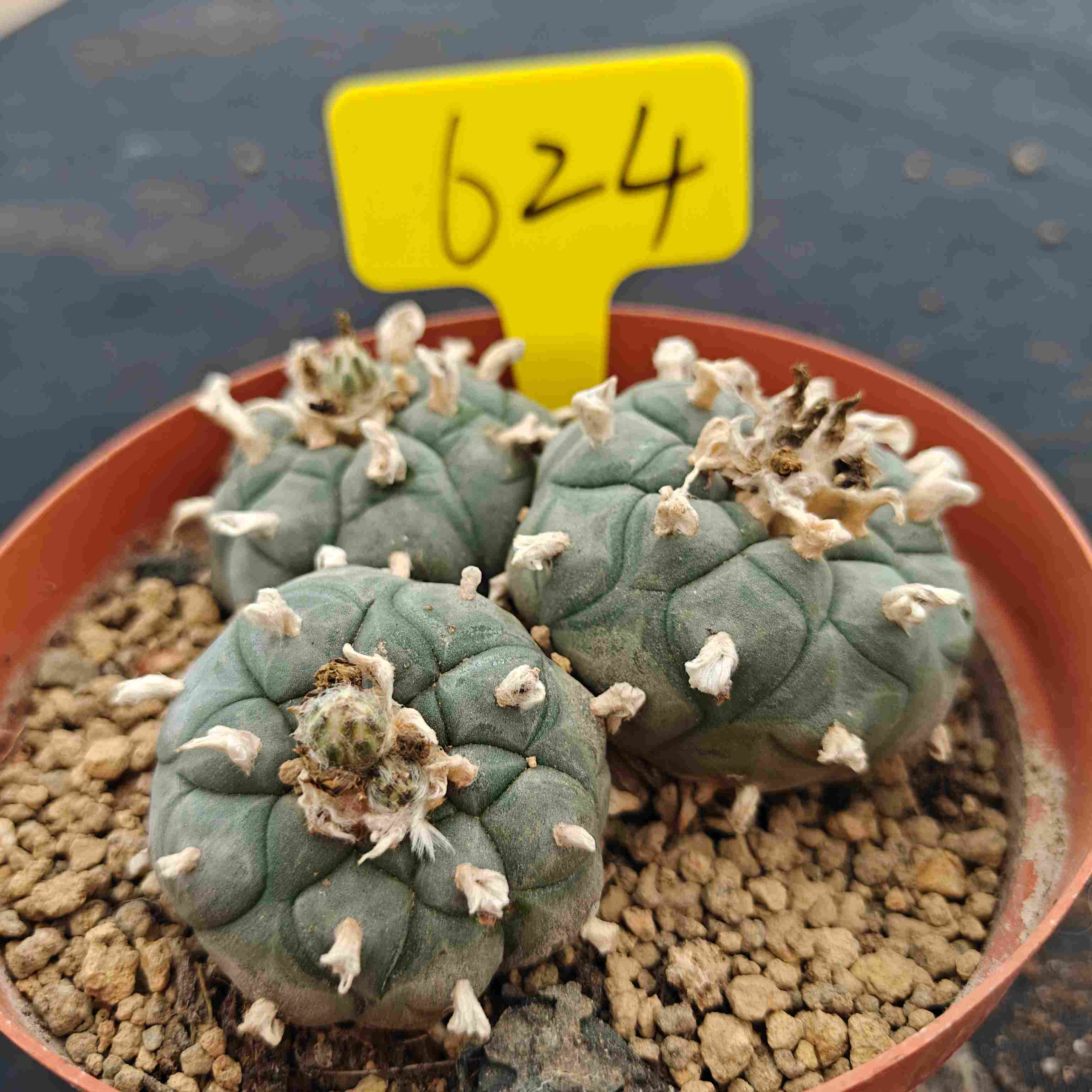 10cm（WYSIWYG）Lophophora williamsii （single head）6-8 years old Number 624