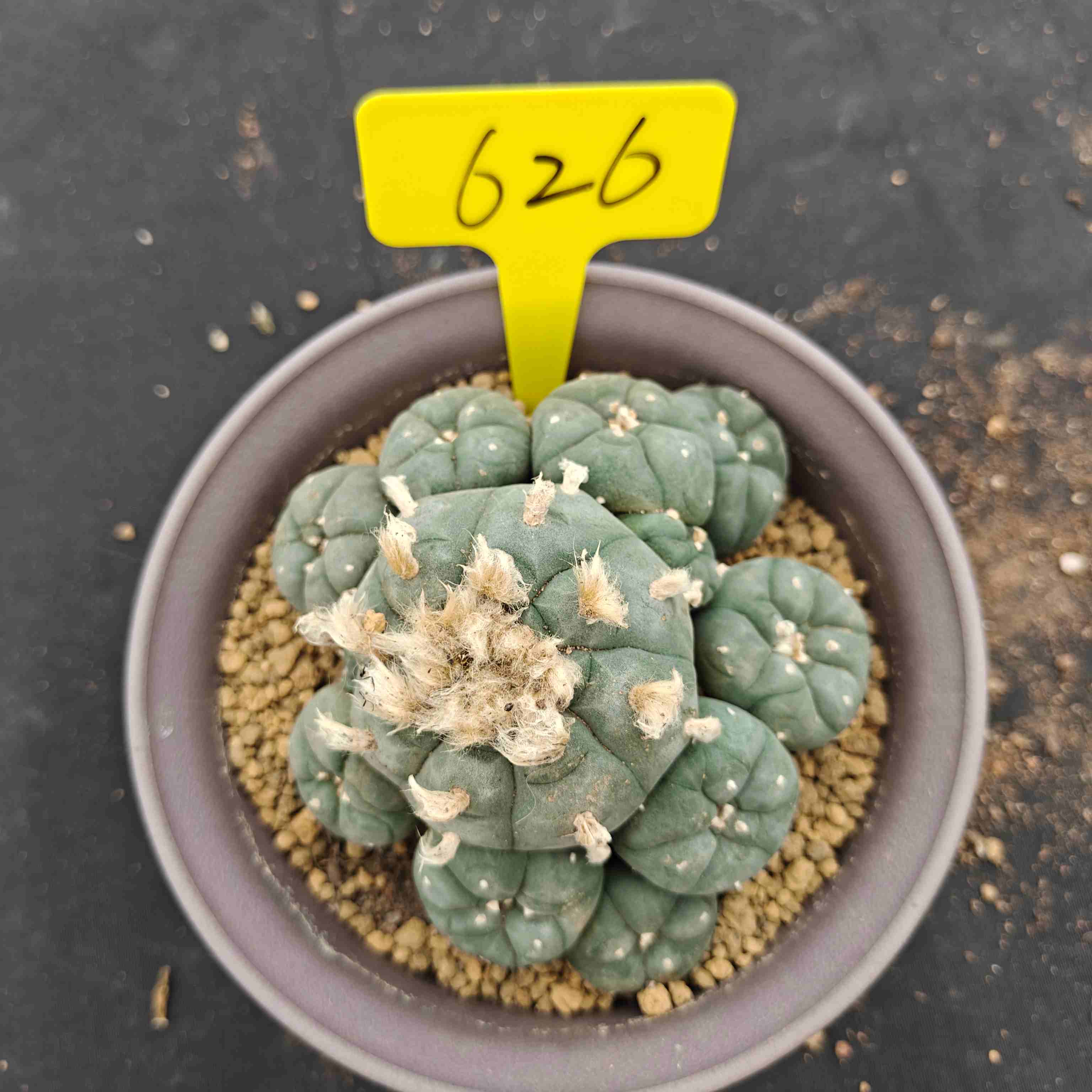 12cm（WYSIWYG）Lophophora williamsii （single head）6-8 years old Number 626