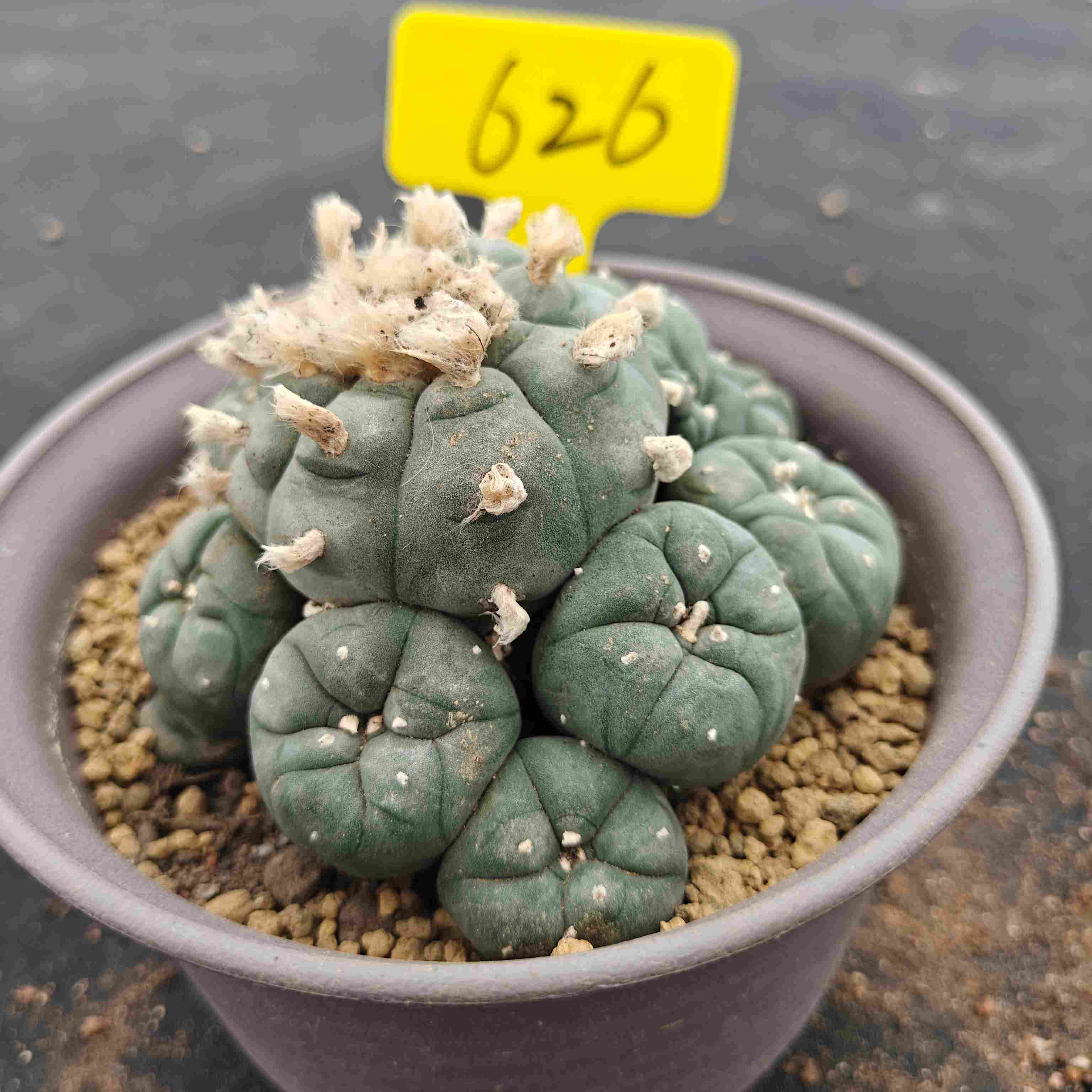 12cm（WYSIWYG）Lophophora williamsii （single head）6-8 years old Number 626