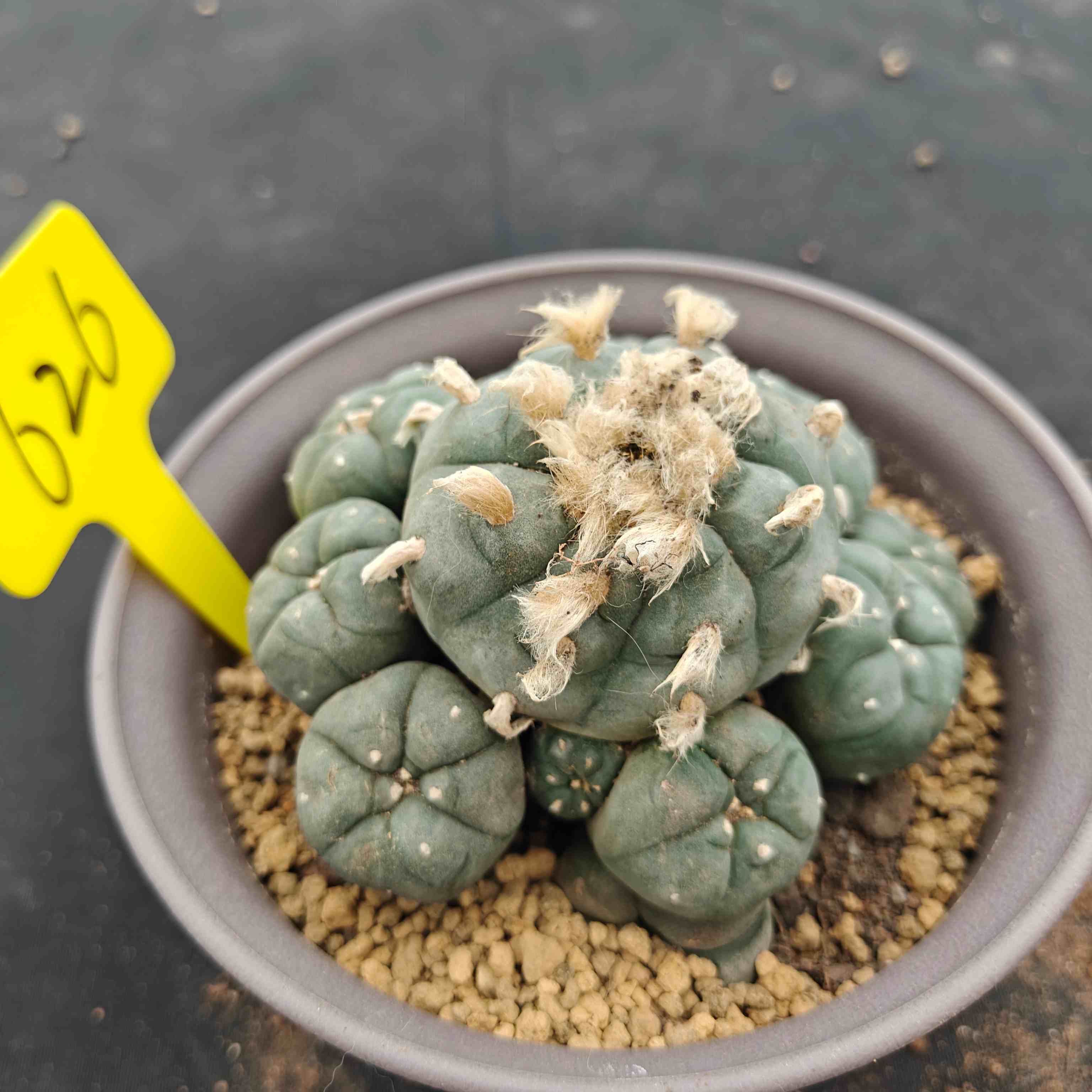 12cm（WYSIWYG）Lophophora williamsii （single head）6-8 years old Number 626