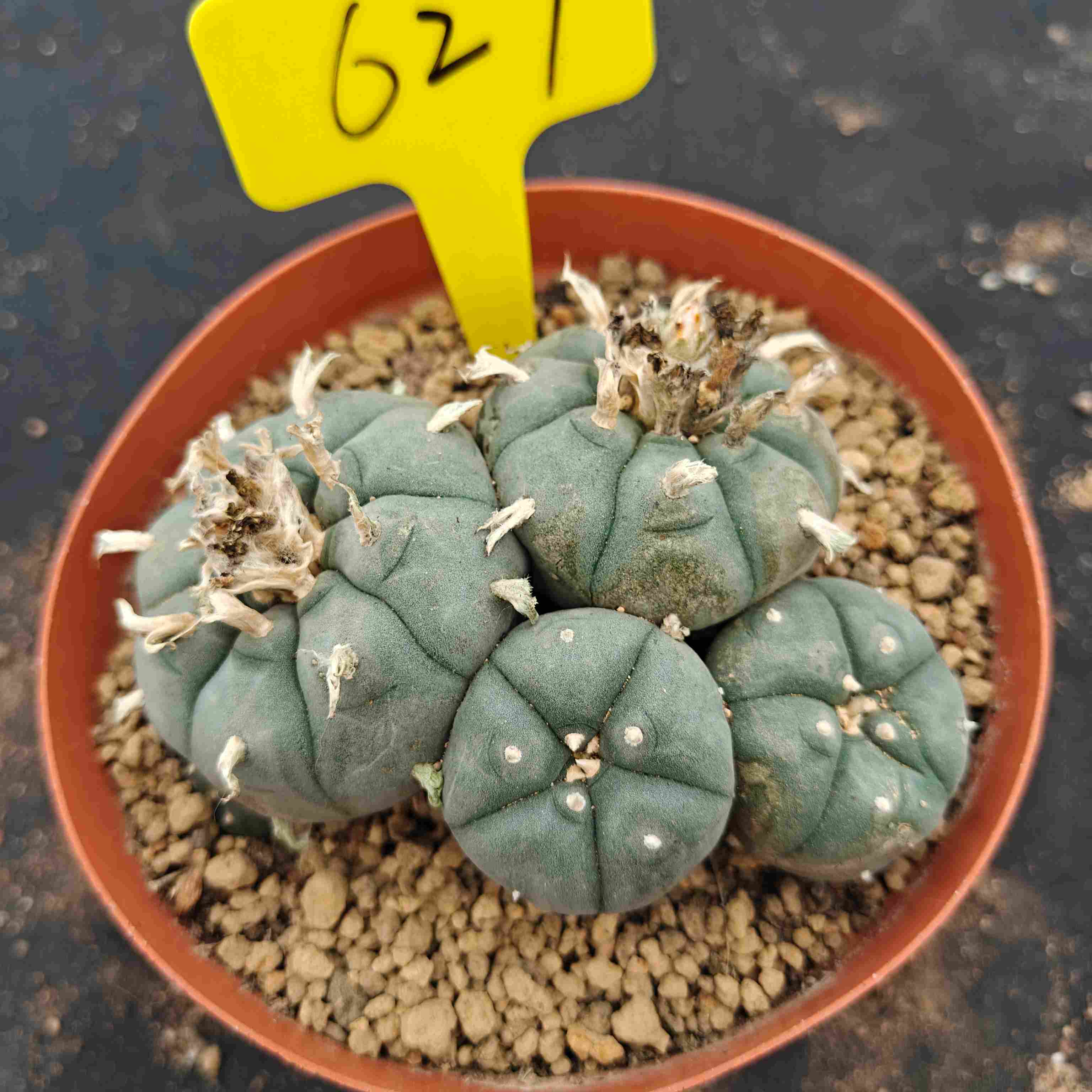 10cm（WYSIWYG）Lophophora williamsii （single head）6-8 years old Number 627