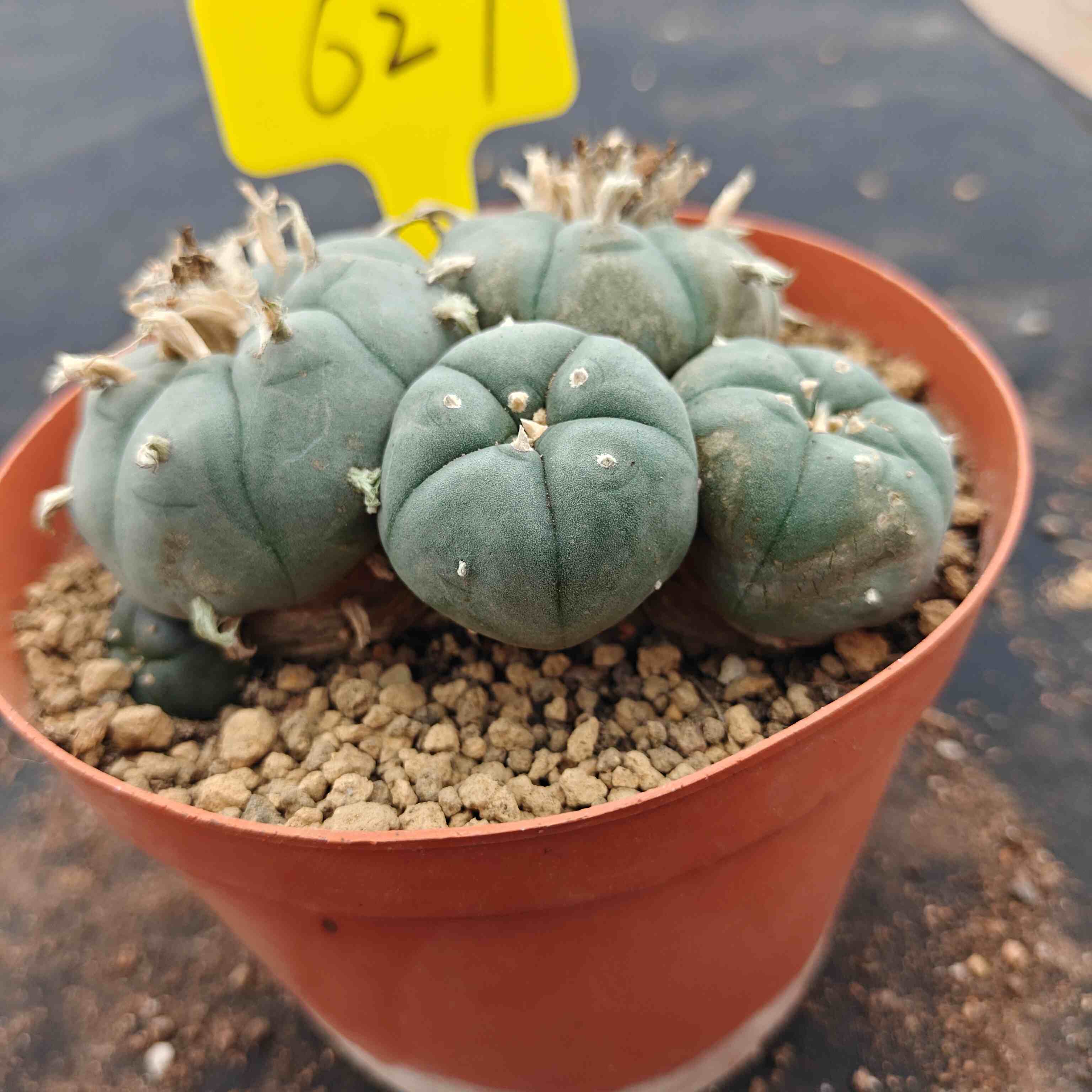 10cm（WYSIWYG）Lophophora williamsii （single head）6-8 years old Number 627