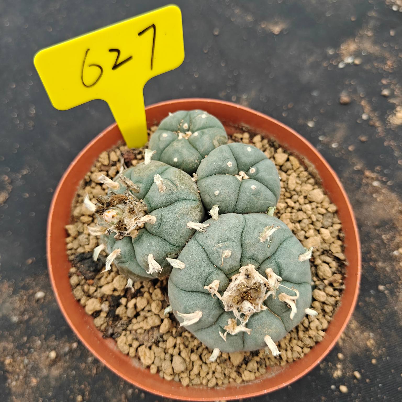 10cm（WYSIWYG）Lophophora williamsii （single head）6-8 years old Number 627