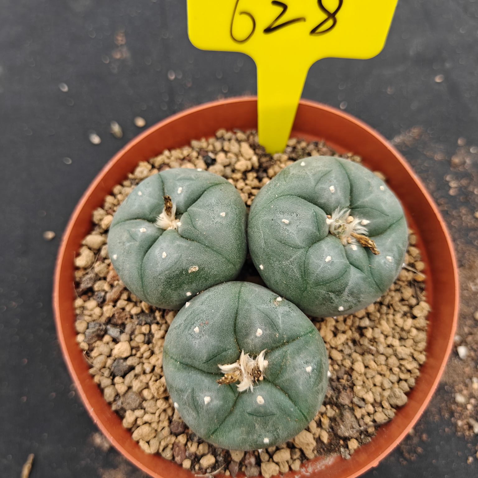 10cm（WYSIWYG）Lophophora williamsii （single head）6-8 years old Number 628