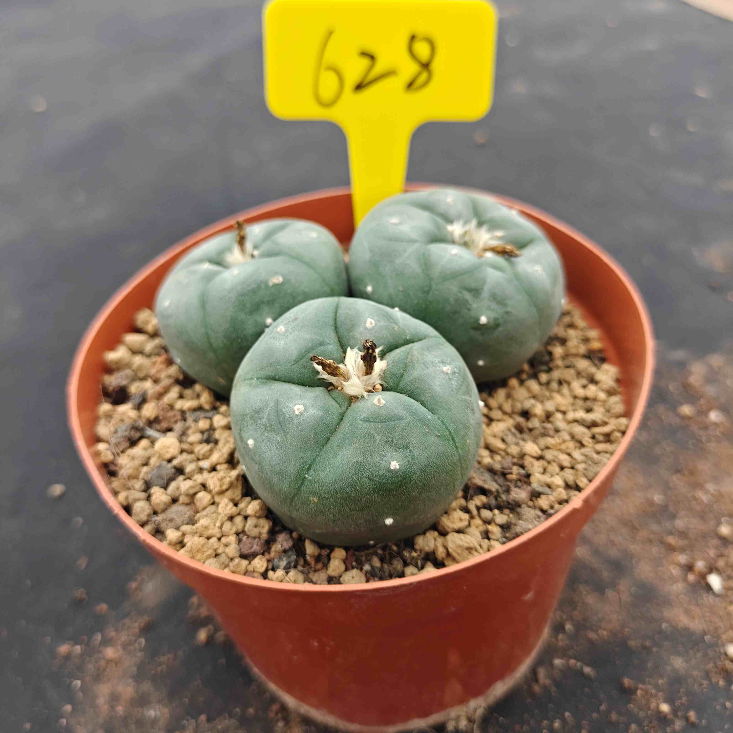10cm（WYSIWYG）Lophophora williamsii （single head）6-8 years old Number 628