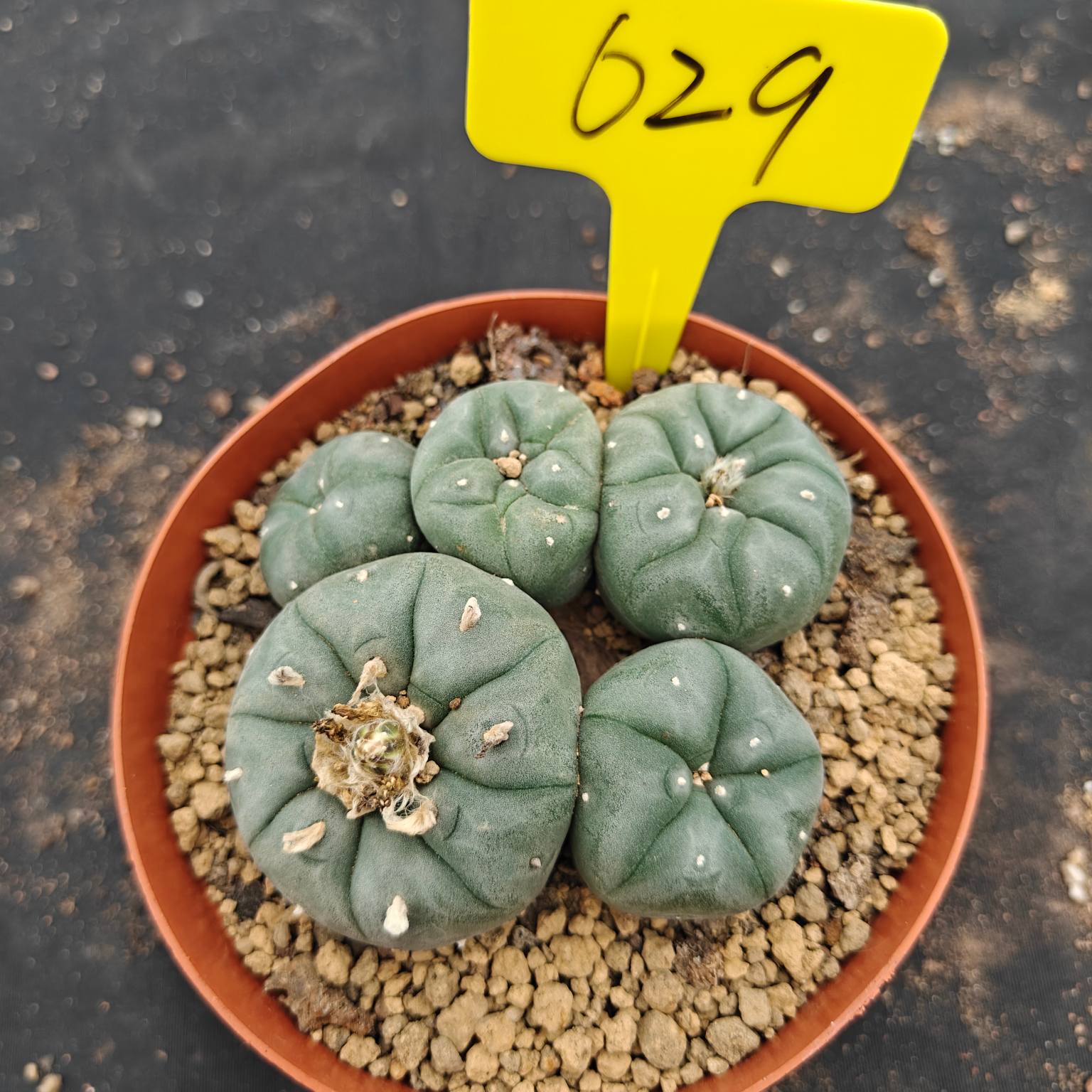 10cm（WYSIWYG）Lophophora williamsii （single head）6-8 years old Number 629