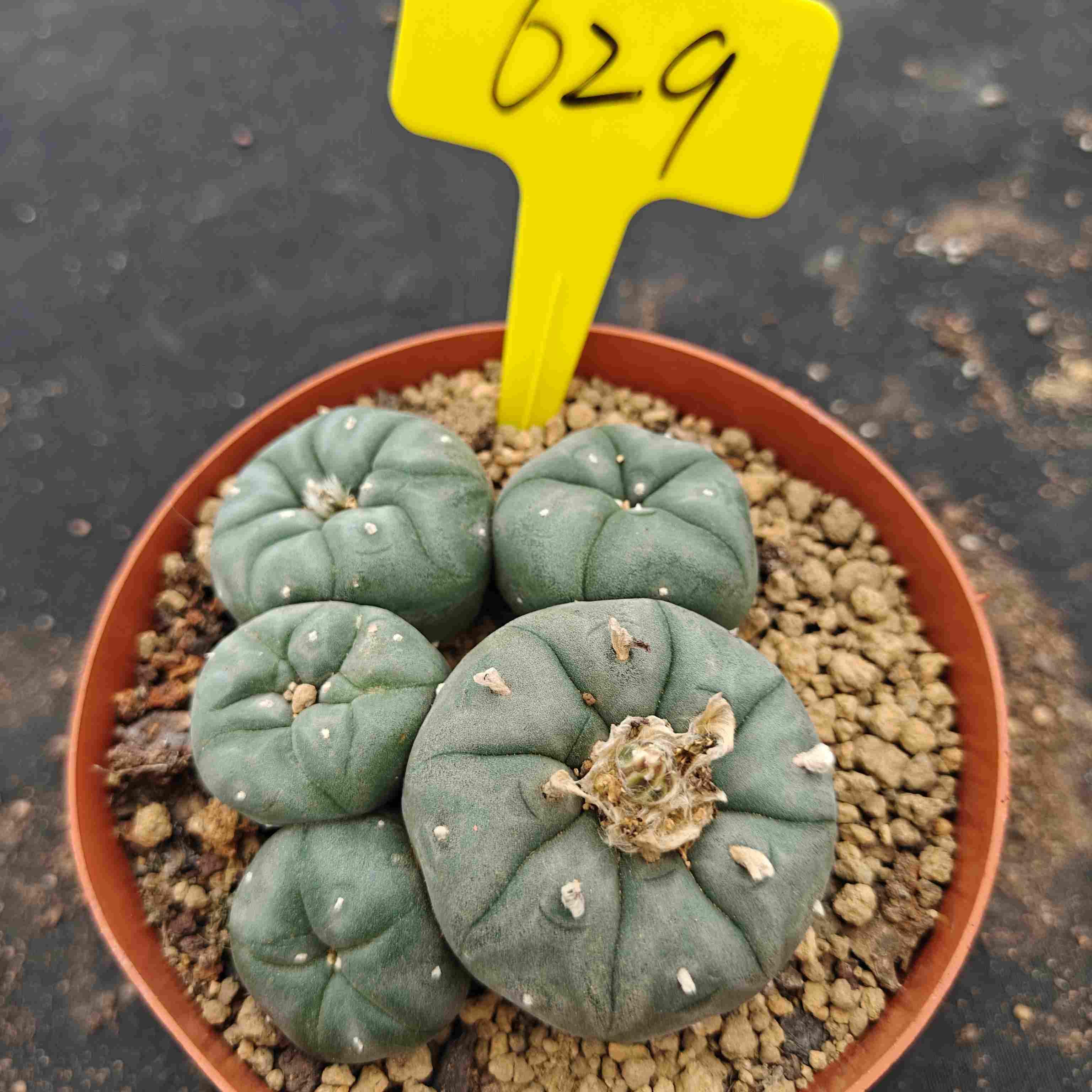 10cm（WYSIWYG）Lophophora williamsii （single head）6-8 years old Number 629