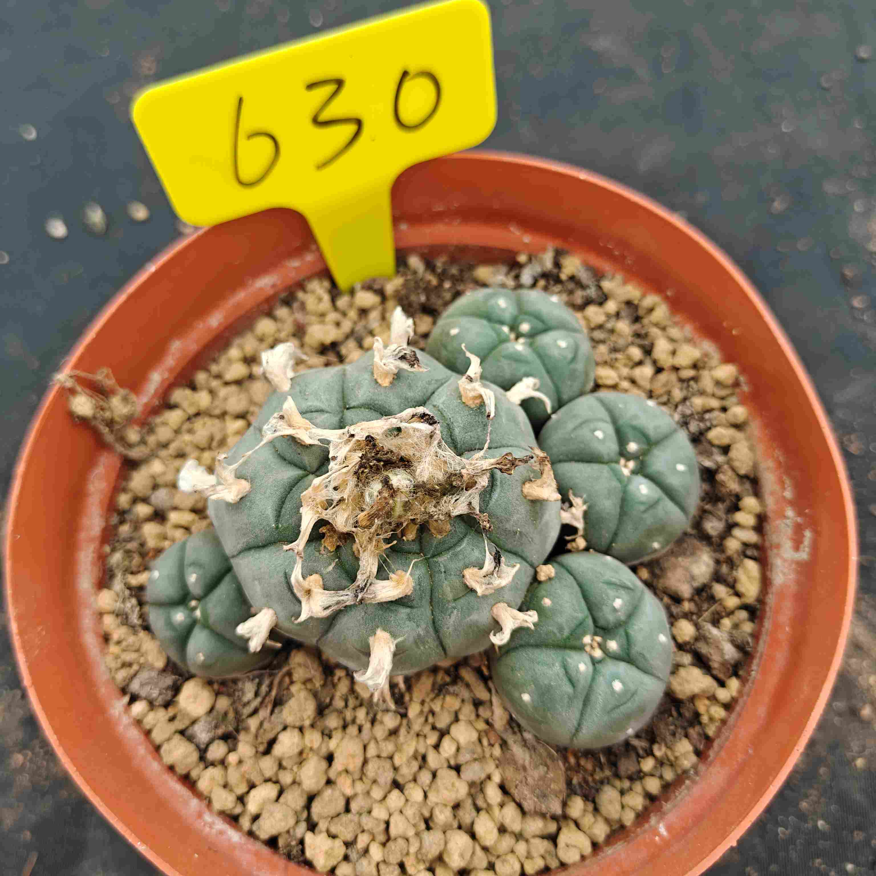 10cm（WYSIWYG）Lophophora williamsii （single head）6-8 years old Number 630