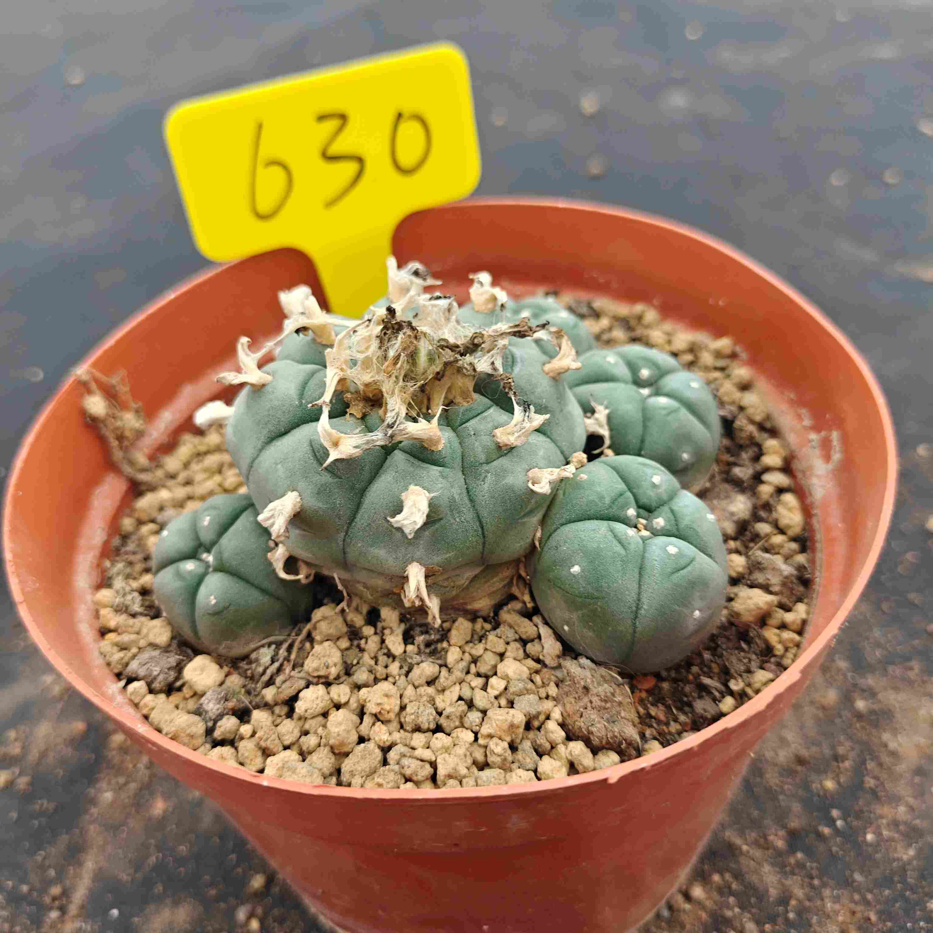 10cm（WYSIWYG）Lophophora williamsii （single head）6-8 years old Number 630