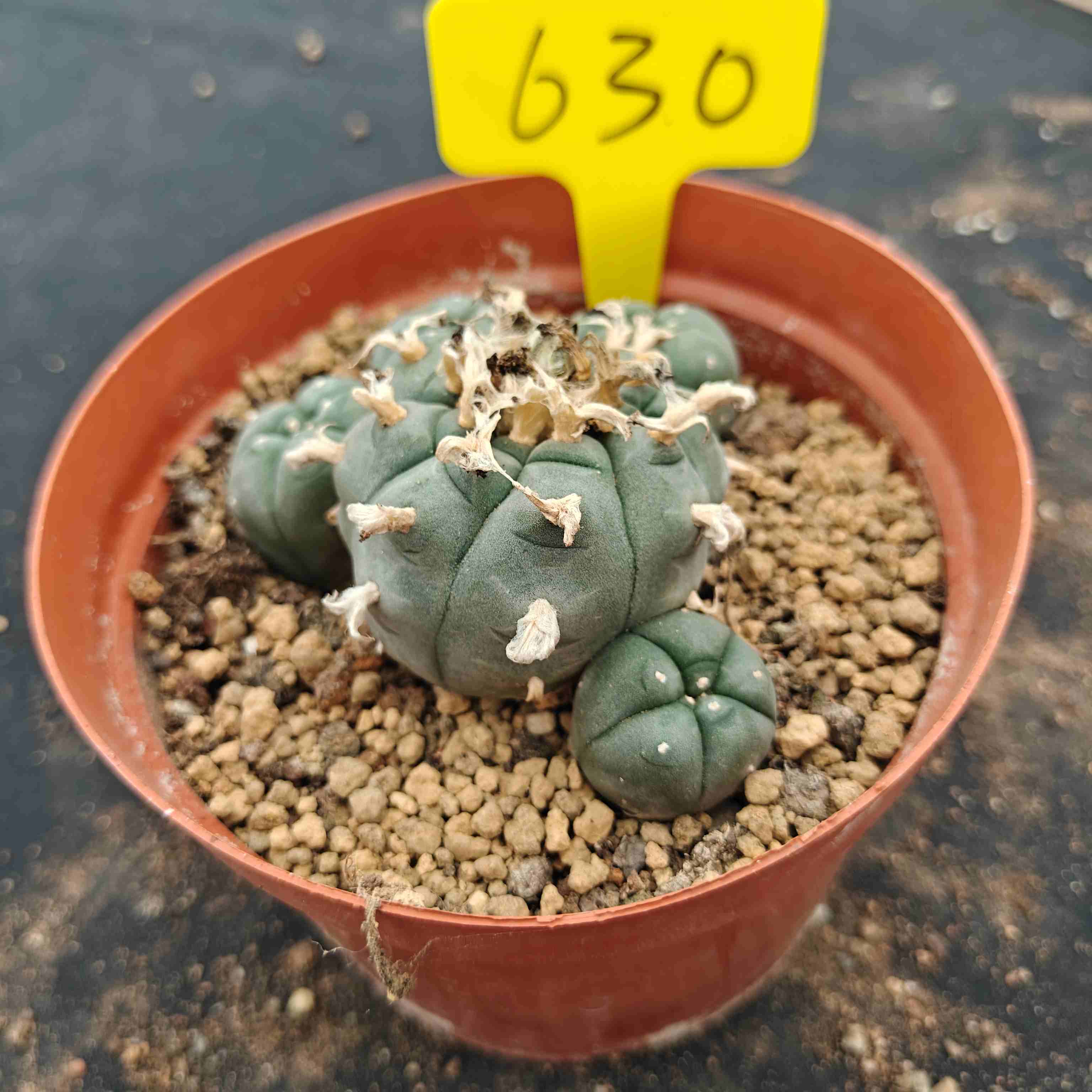 10cm（WYSIWYG）Lophophora williamsii （single head）6-8 years old Number 630