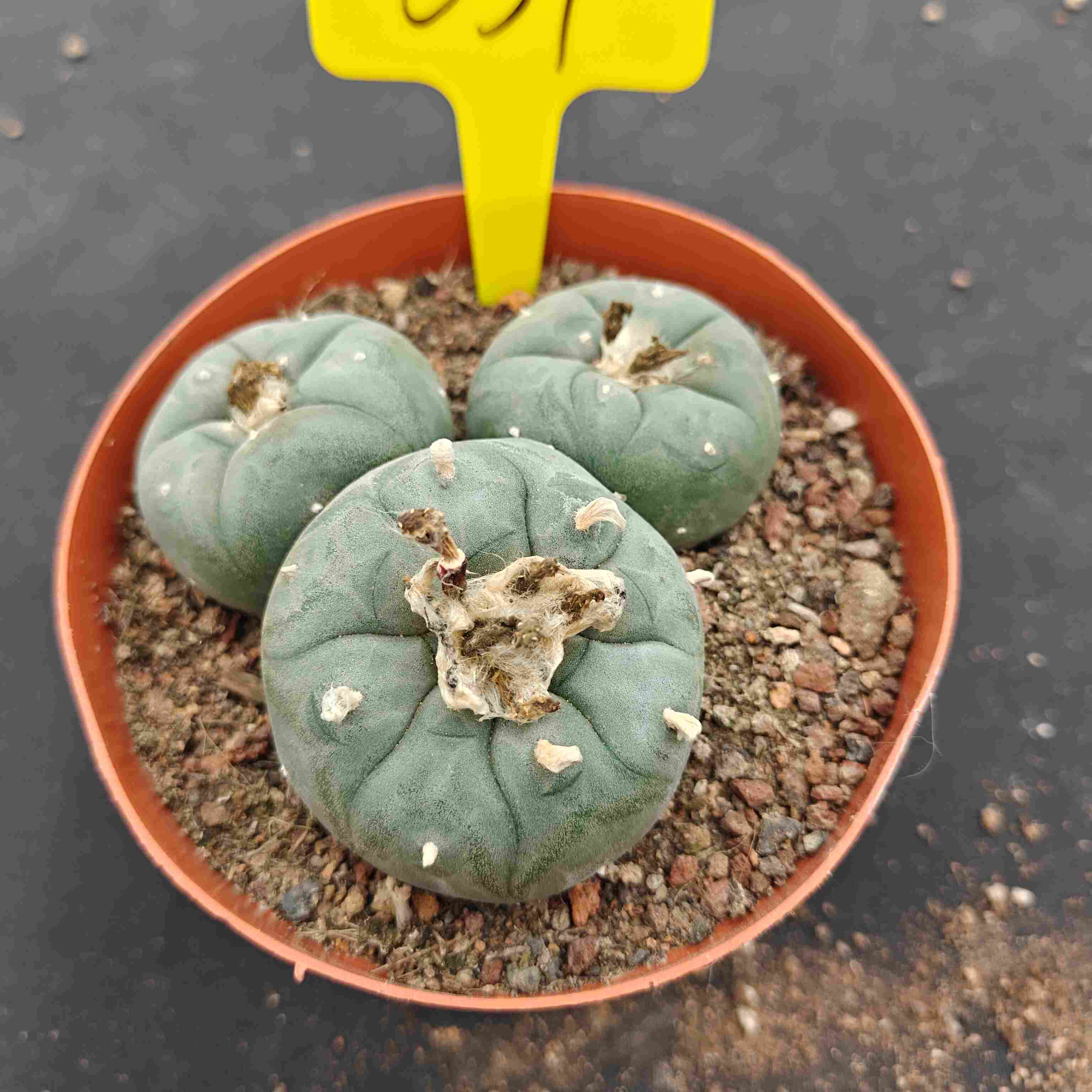 10cm（WYSIWYG）Lophophora williamsii （single head）6-8 years old Number 631