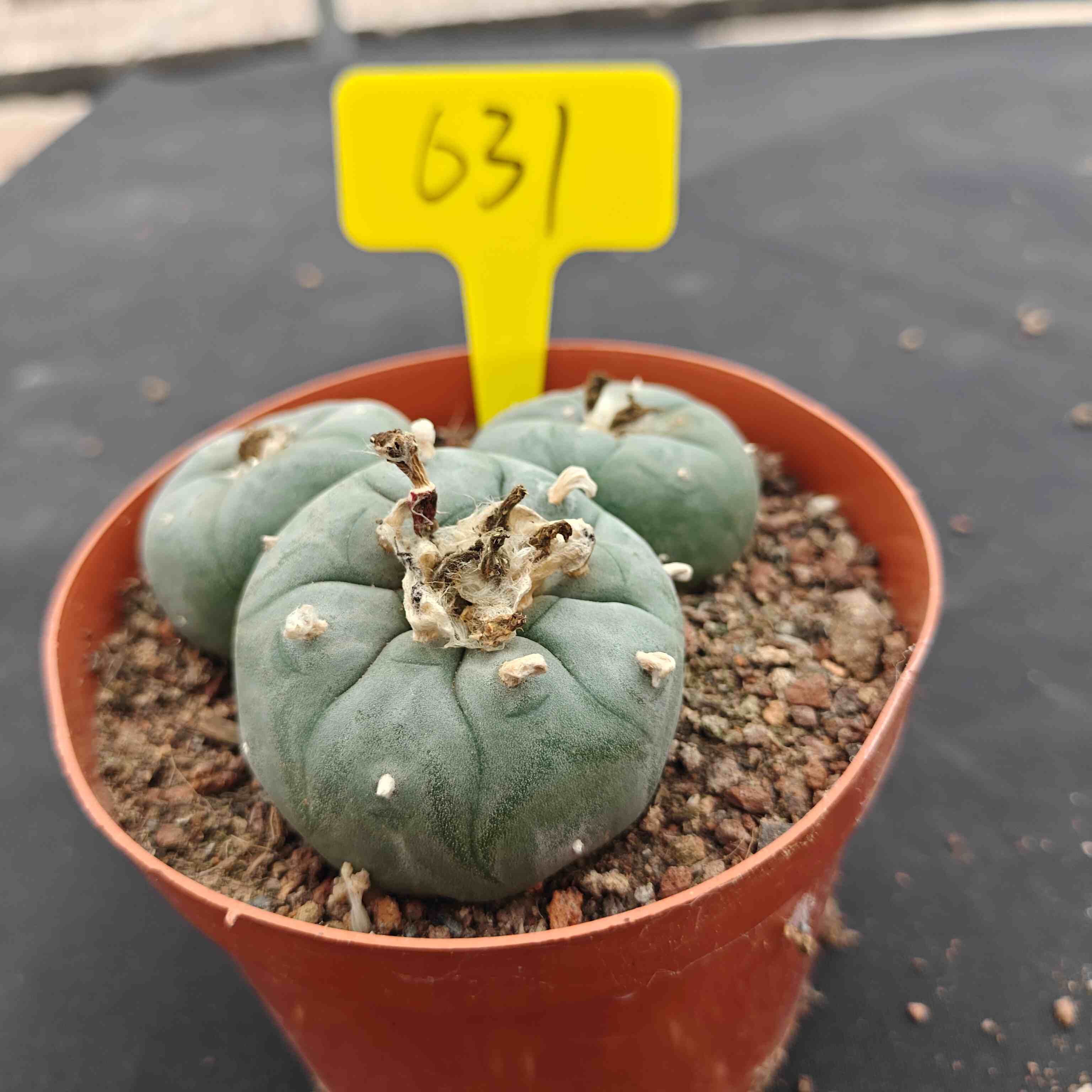 10cm（WYSIWYG）Lophophora williamsii （single head）6-8 years old Number 631