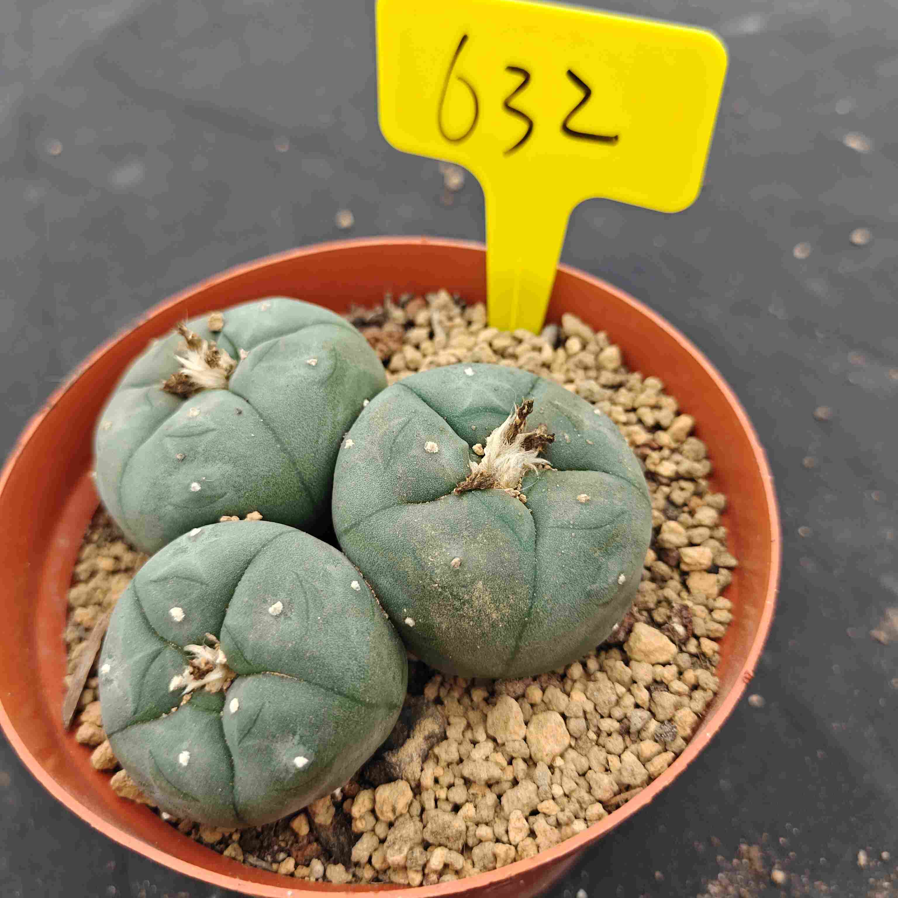 10cm（WYSIWYG）Lophophora williamsii （single head）6-8 years old Number 632