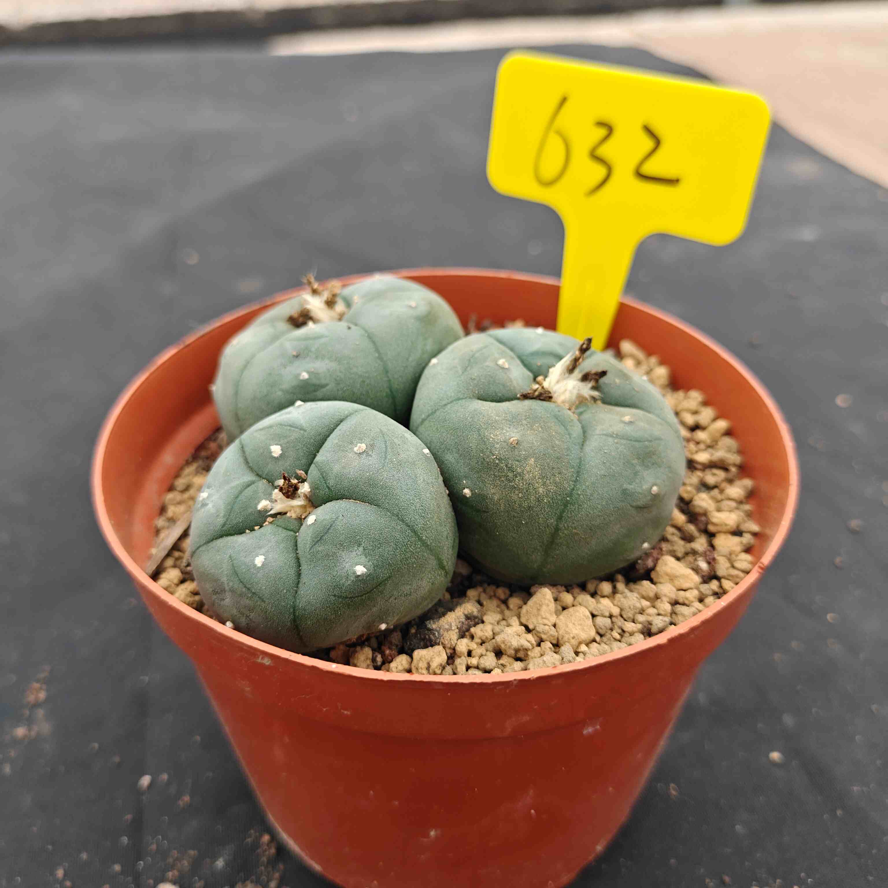 10cm（WYSIWYG）Lophophora williamsii （single head）6-8 years old Number 632