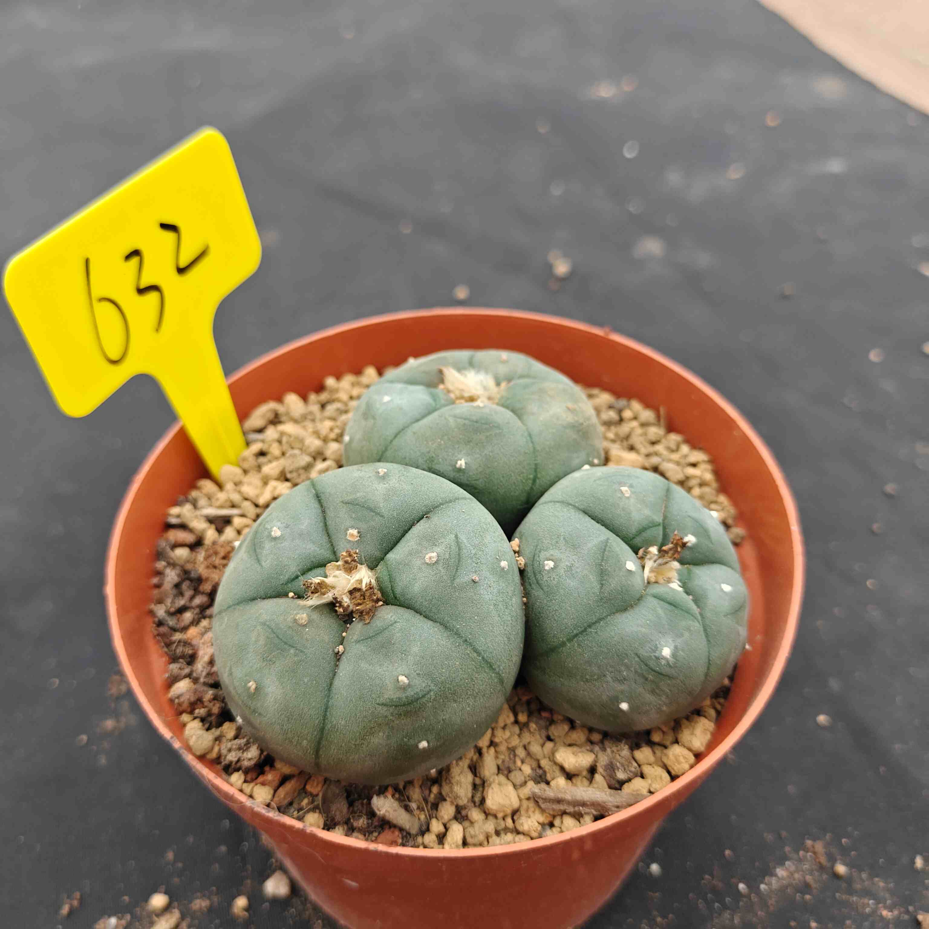 10cm（WYSIWYG）Lophophora williamsii （single head）6-8 years old Number 632
