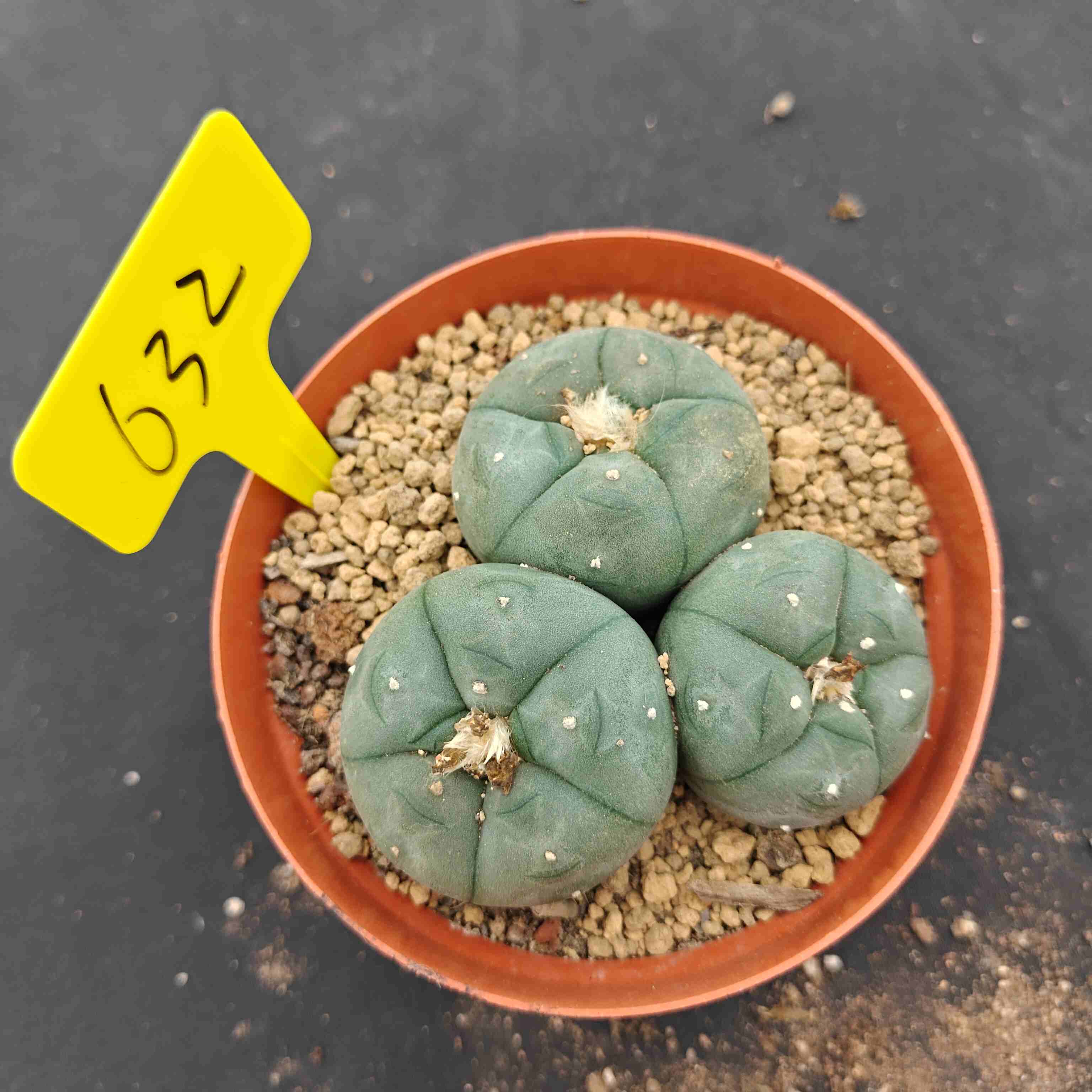 10cm（WYSIWYG）Lophophora williamsii （single head）6-8 years old Number 632