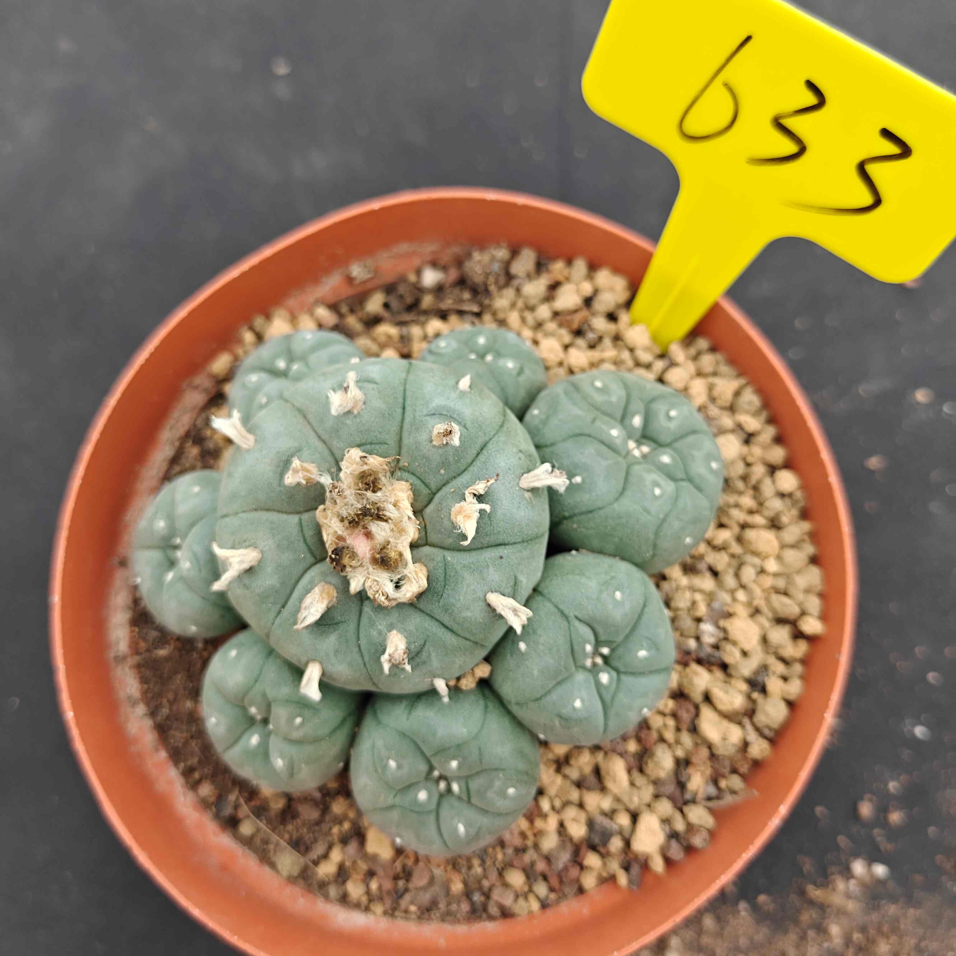 10cm（WYSIWYG）Lophophora williamsii （single head）6-8 years old Number 633