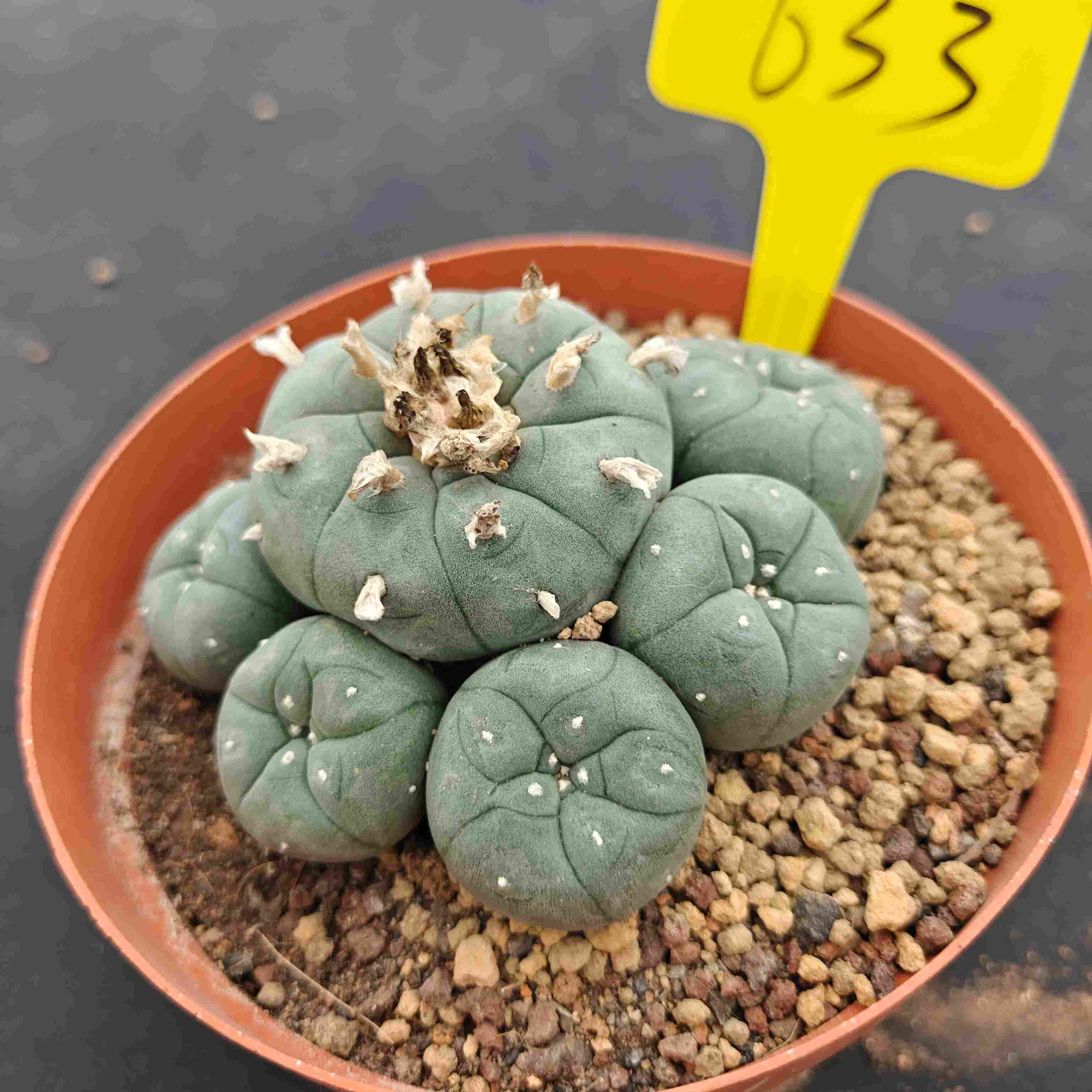 10cm（WYSIWYG）Lophophora williamsii （single head）6-8 years old Number 633