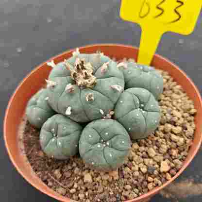 10cm（WYSIWYG）Lophophora williamsii （single head）6-8 years old Number 633