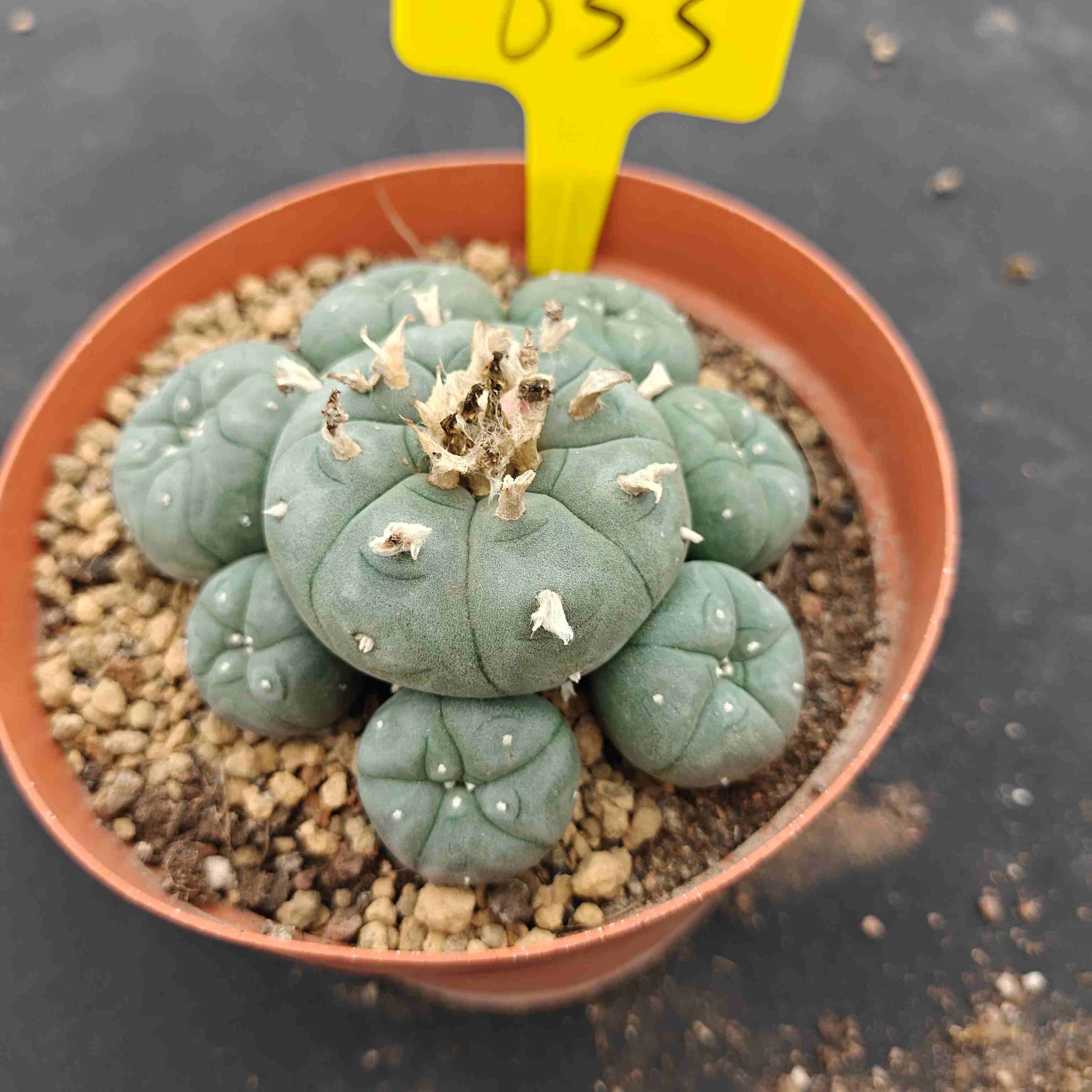 10cm（WYSIWYG）Lophophora williamsii （single head）6-8 years old Number 633