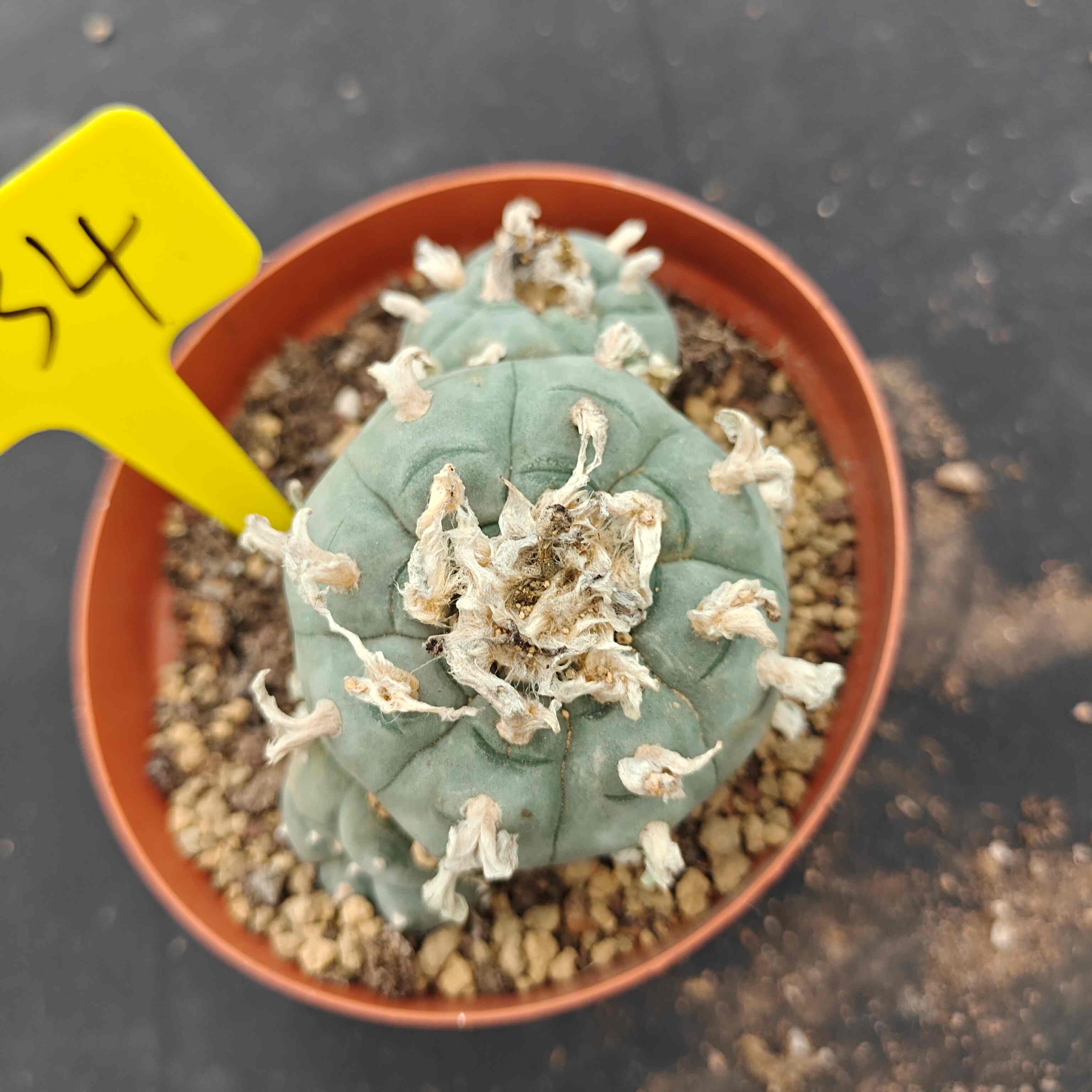 10cm（WYSIWYG）Lophophora williamsii （single head）6-8 years old Number 634
