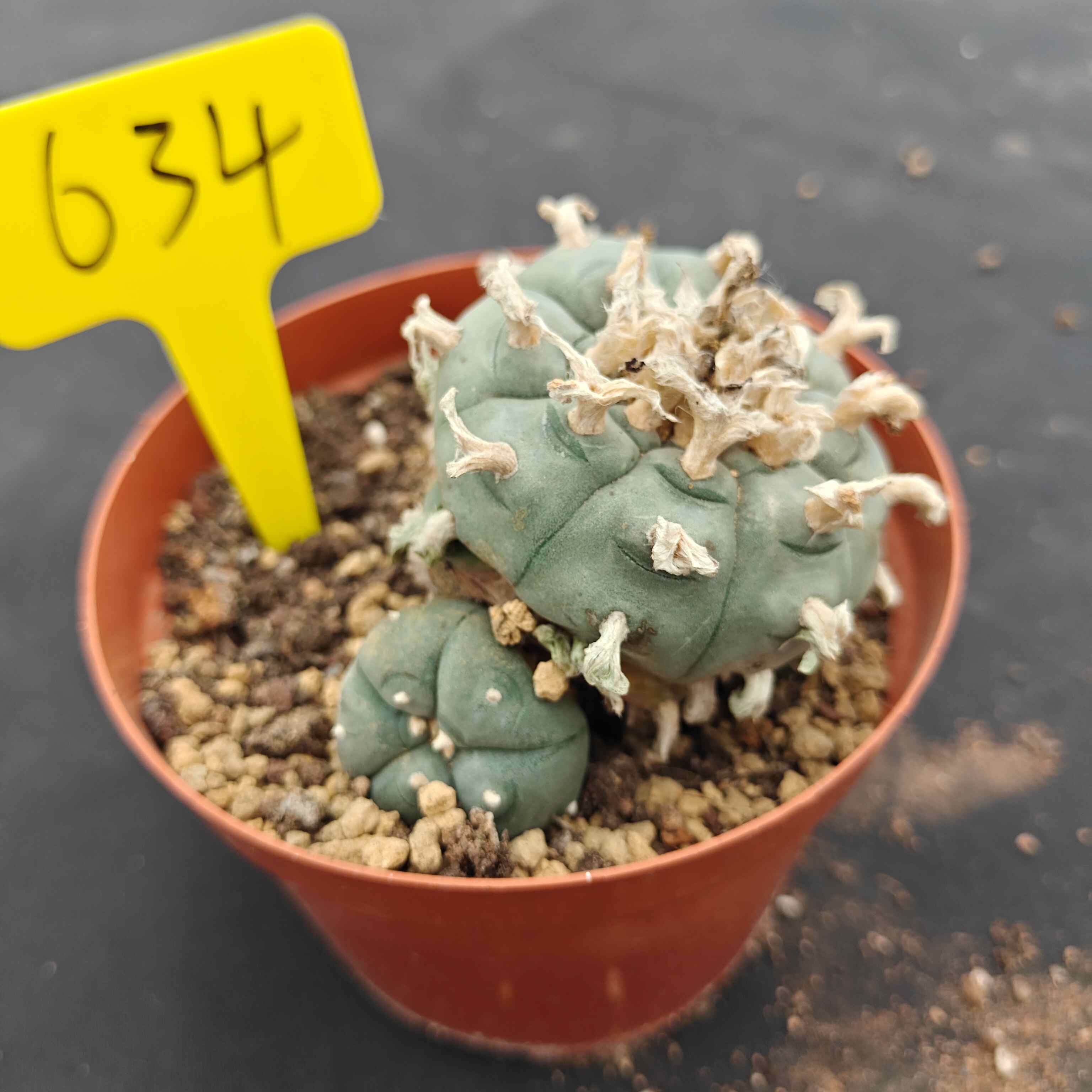 10cm（WYSIWYG）Lophophora williamsii （single head）6-8 years old Number 634