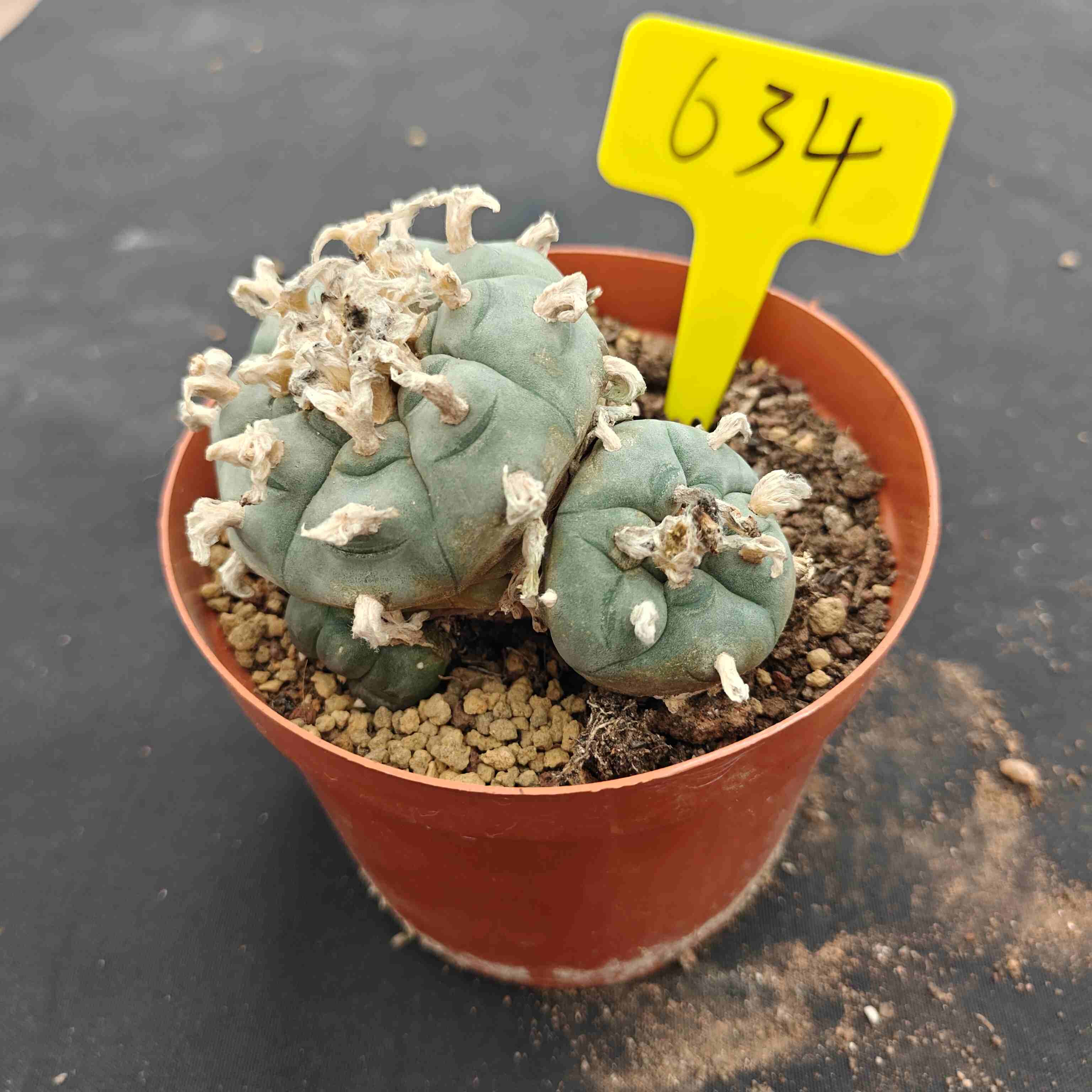 10cm（WYSIWYG）Lophophora williamsii （single head）6-8 years old Number 634