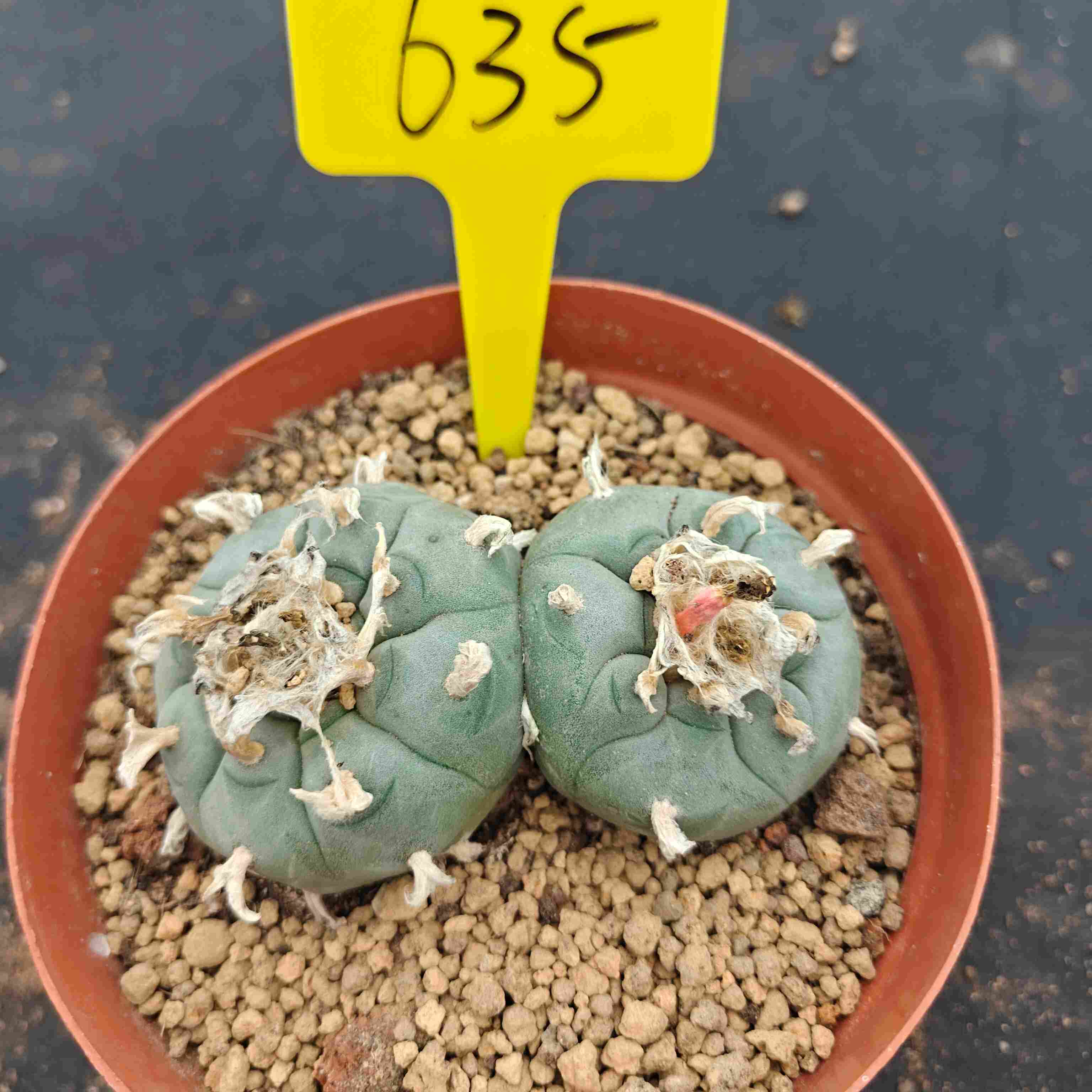 8-9cm（WYSIWYG）Lophophora williamsii （single head）6-8 years old Number 635