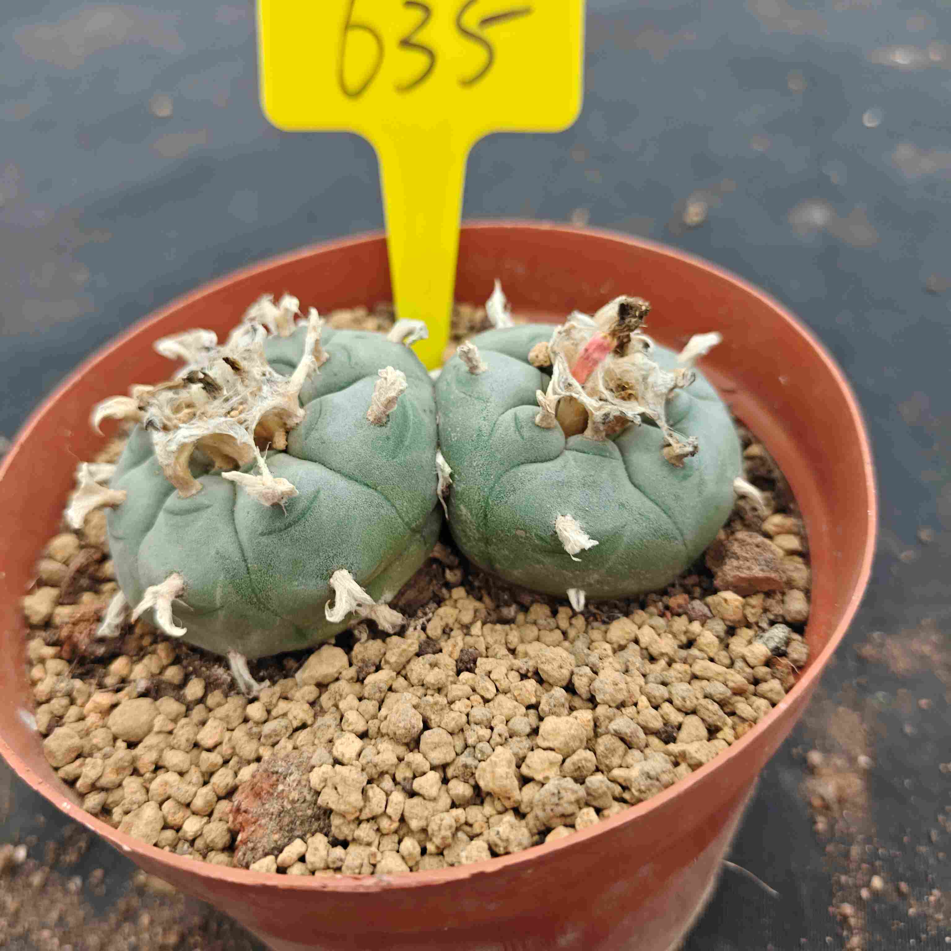 8-9cm（WYSIWYG）Lophophora williamsii （single head）6-8 years old Number 635