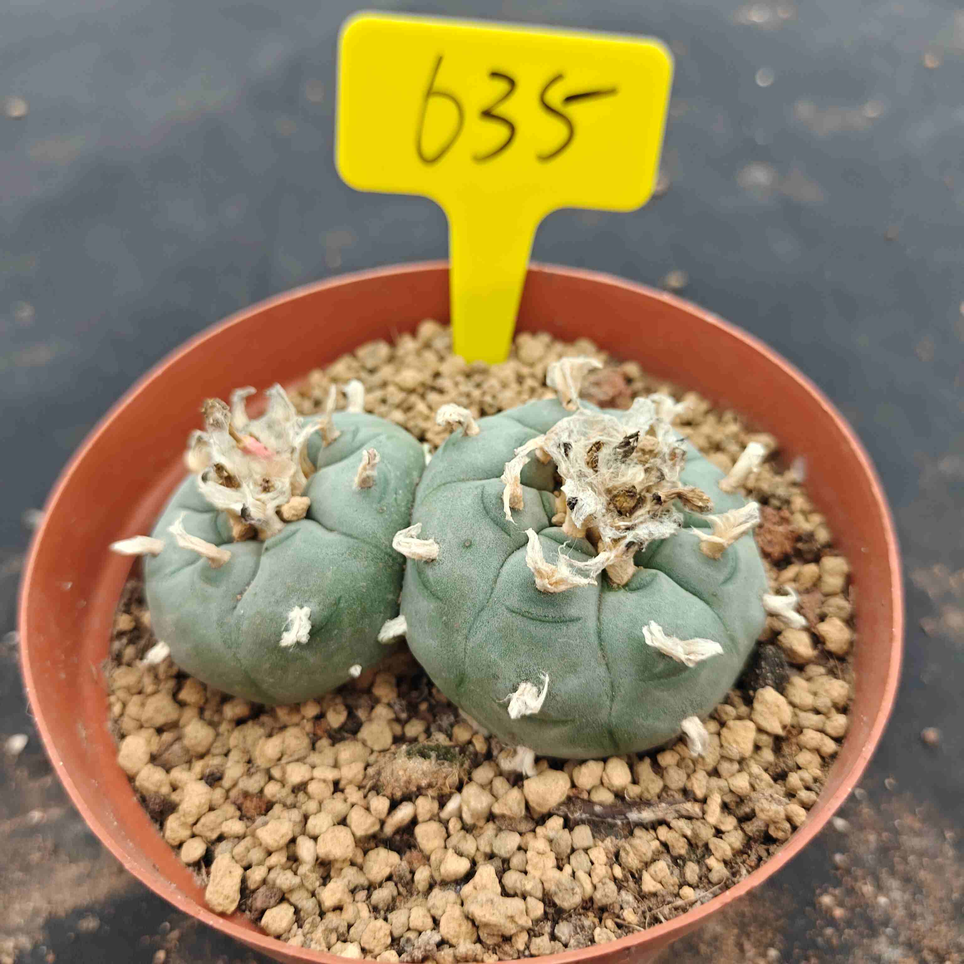 8-9cm（WYSIWYG）Lophophora williamsii （single head）6-8 years old Number 635