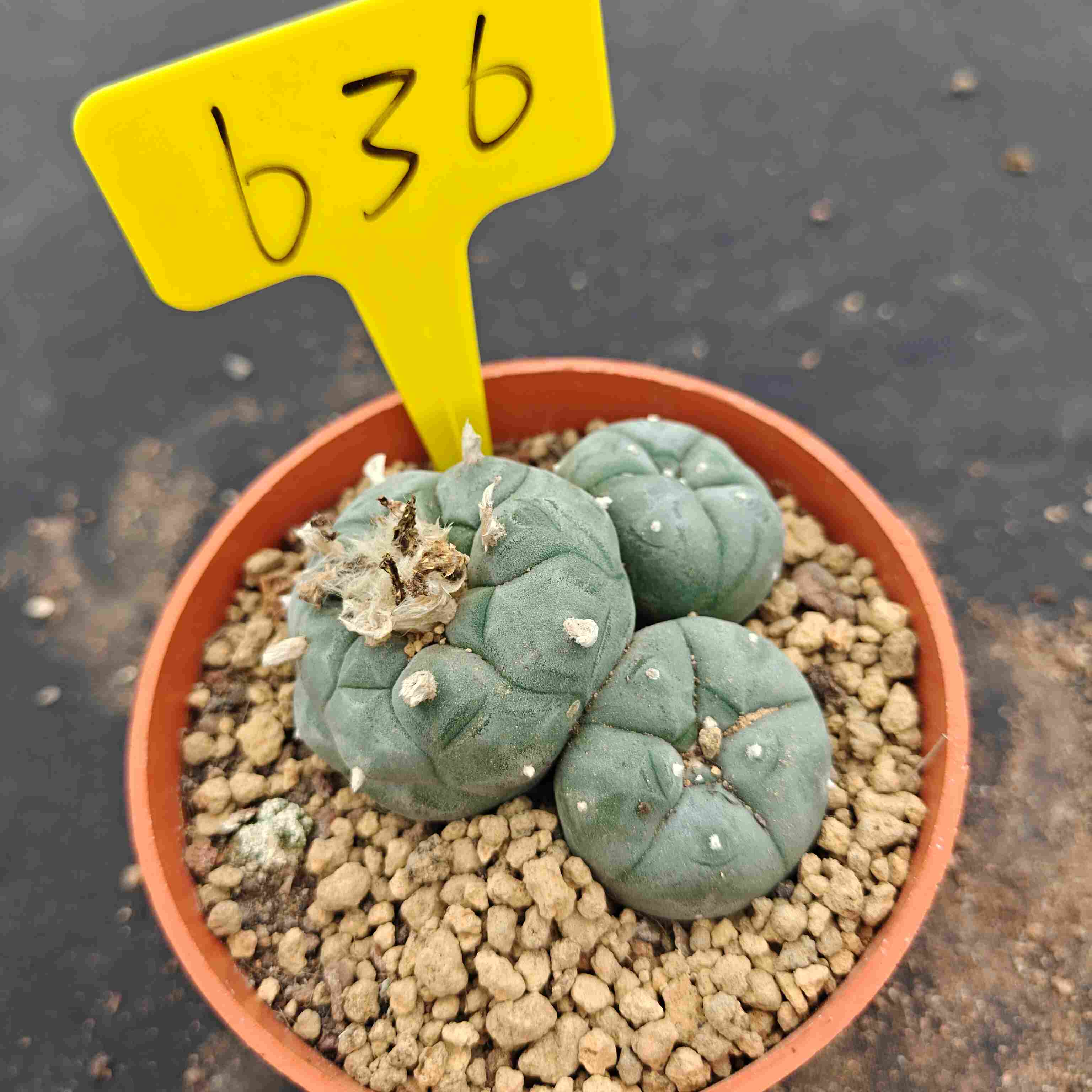 8-9cm（WYSIWYG）Lophophora williamsii （single head）6-8 years old Number 636