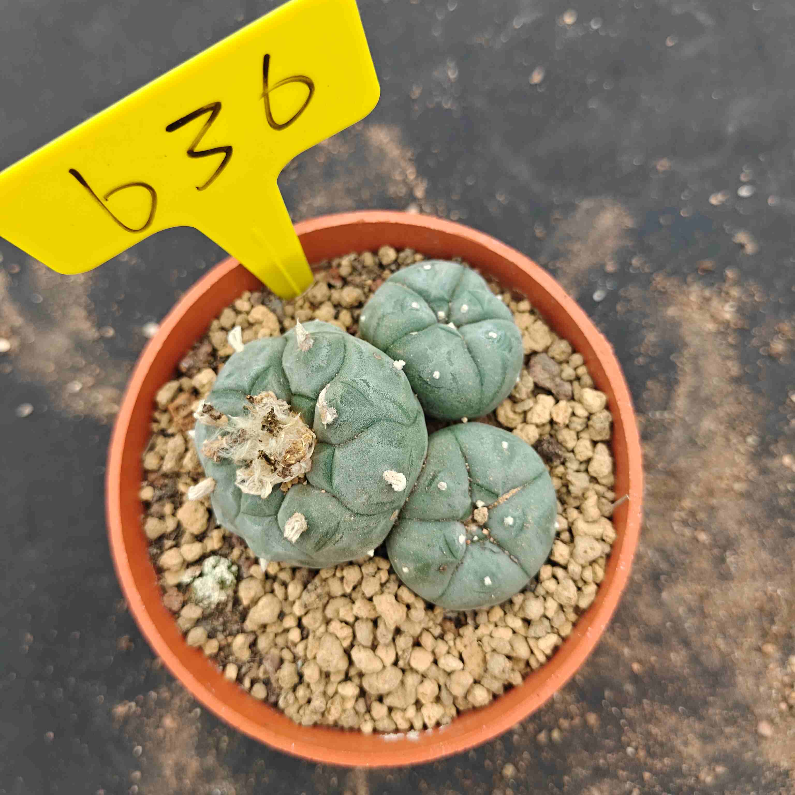8-9cm（WYSIWYG）Lophophora williamsii （single head）6-8 years old Number 636