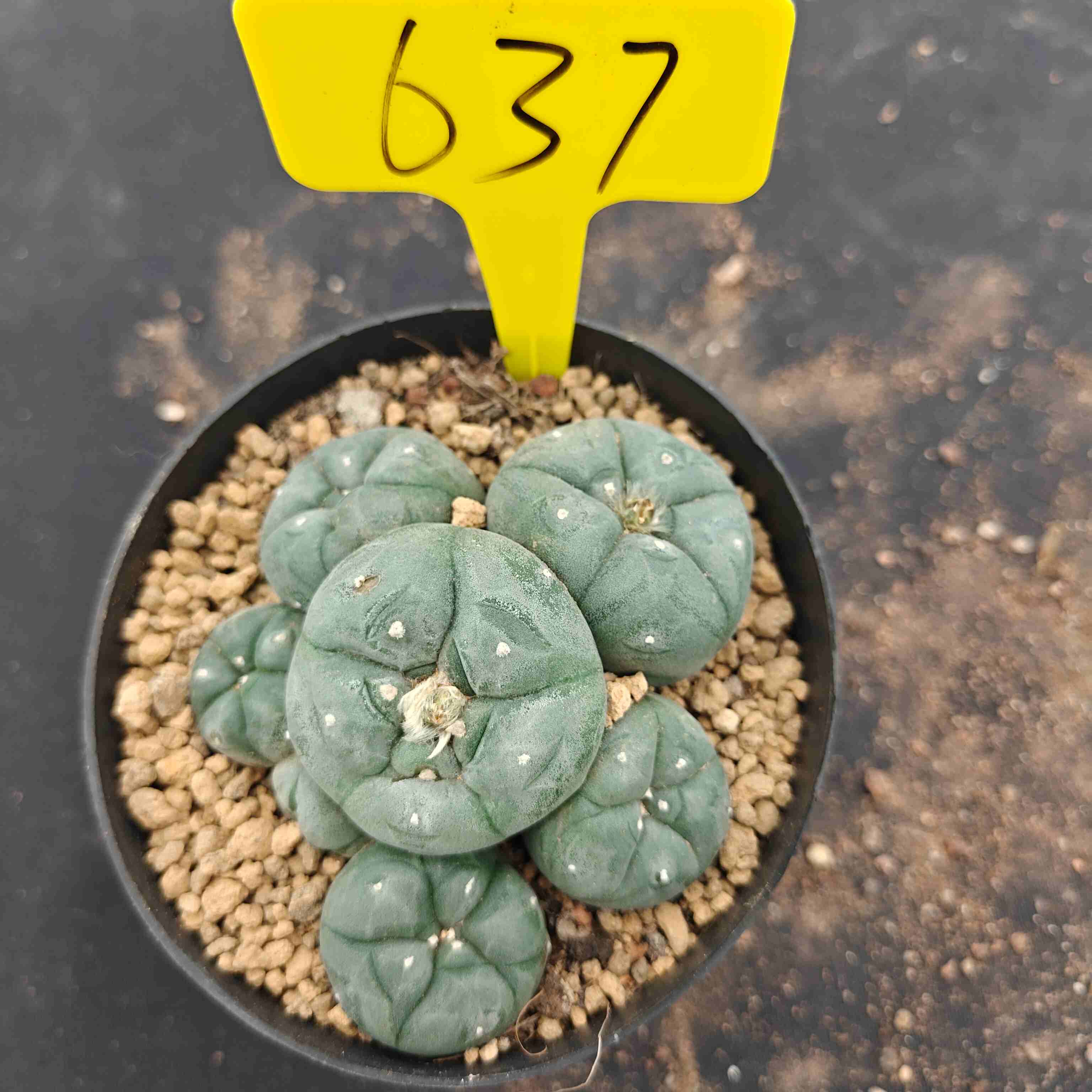 12cm（WYSIWYG）Lophophora williamsii （single head）6-8 years old Number 637