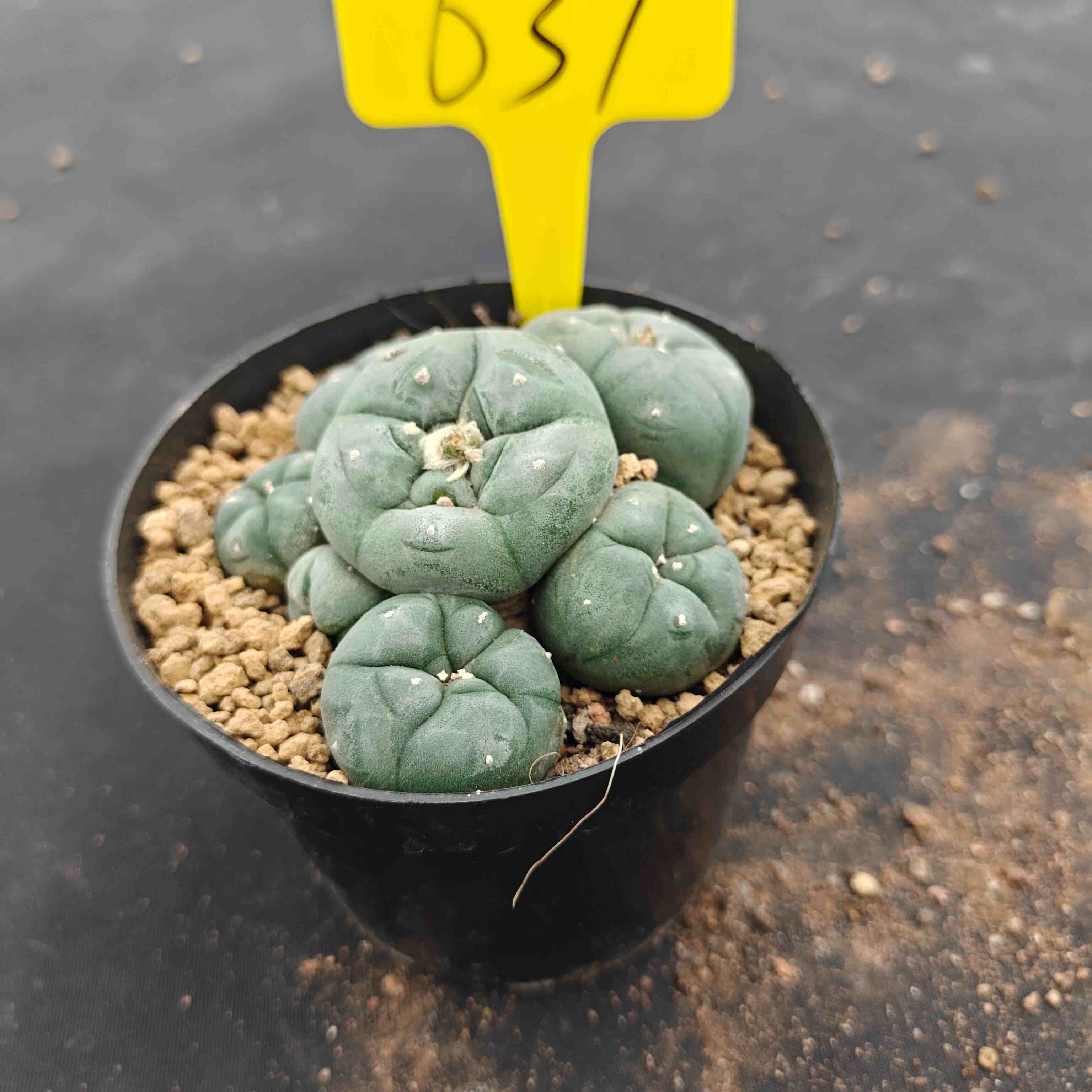 12cm（WYSIWYG）Lophophora williamsii （single head）6-8 years old Number 637