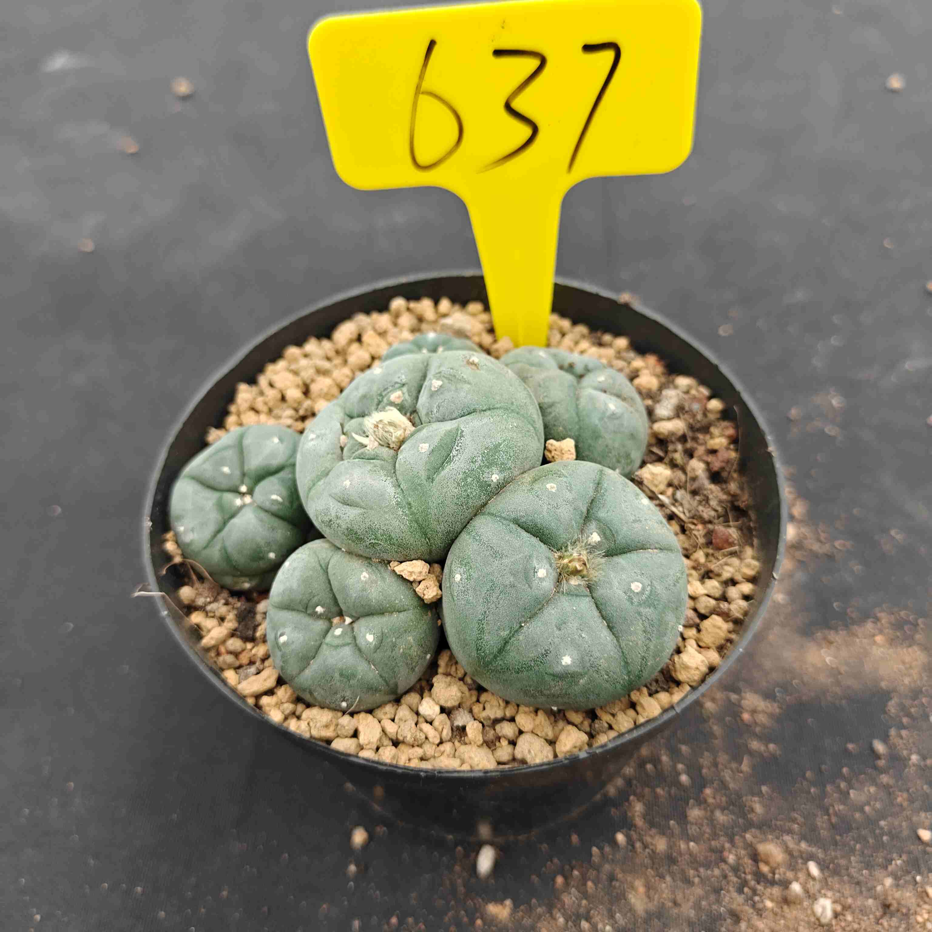 12cm（WYSIWYG）Lophophora williamsii （single head）6-8 years old Number 637
