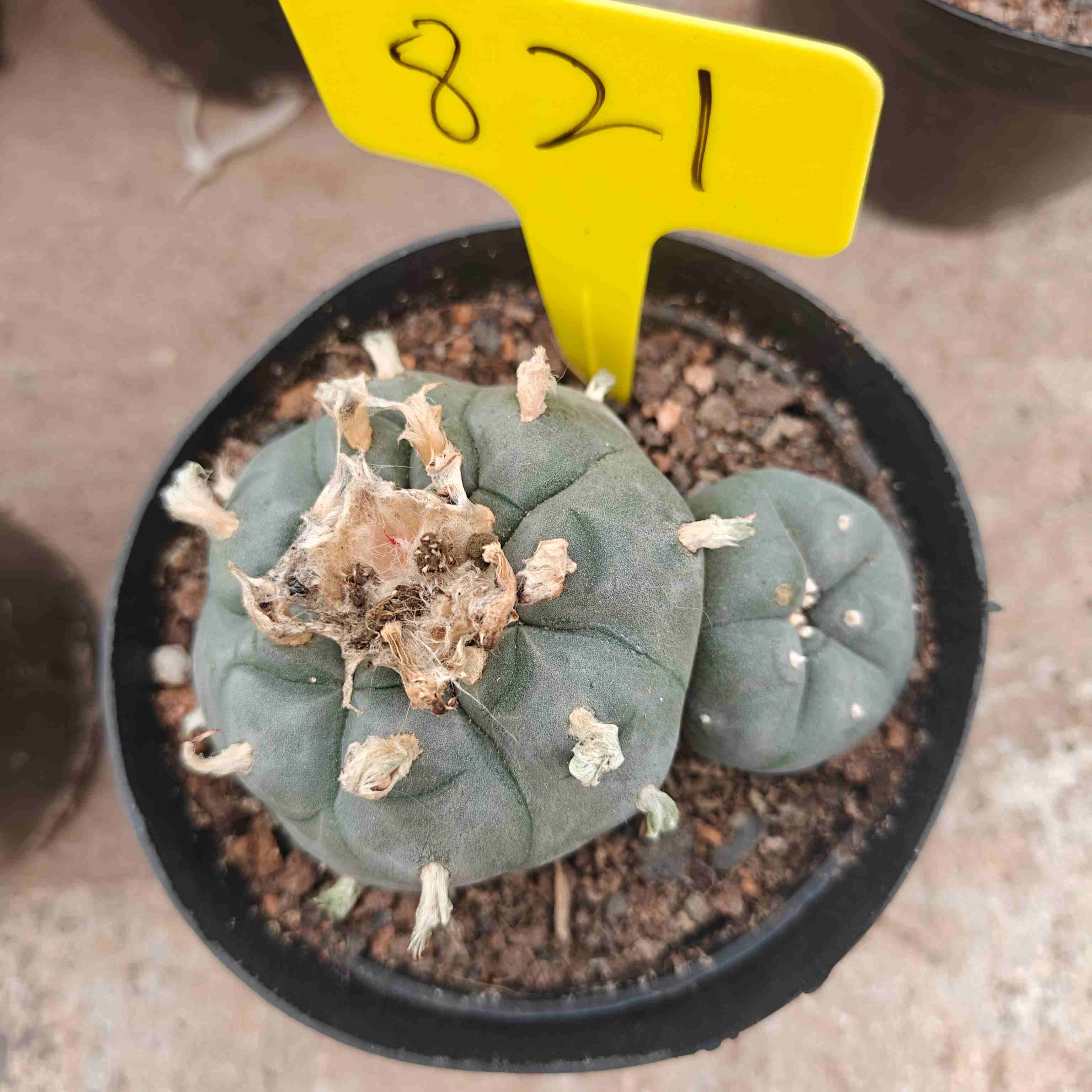 8-9cm（WYSIWYG）Lophophora williamsii （single head）6-8 years old Number 803