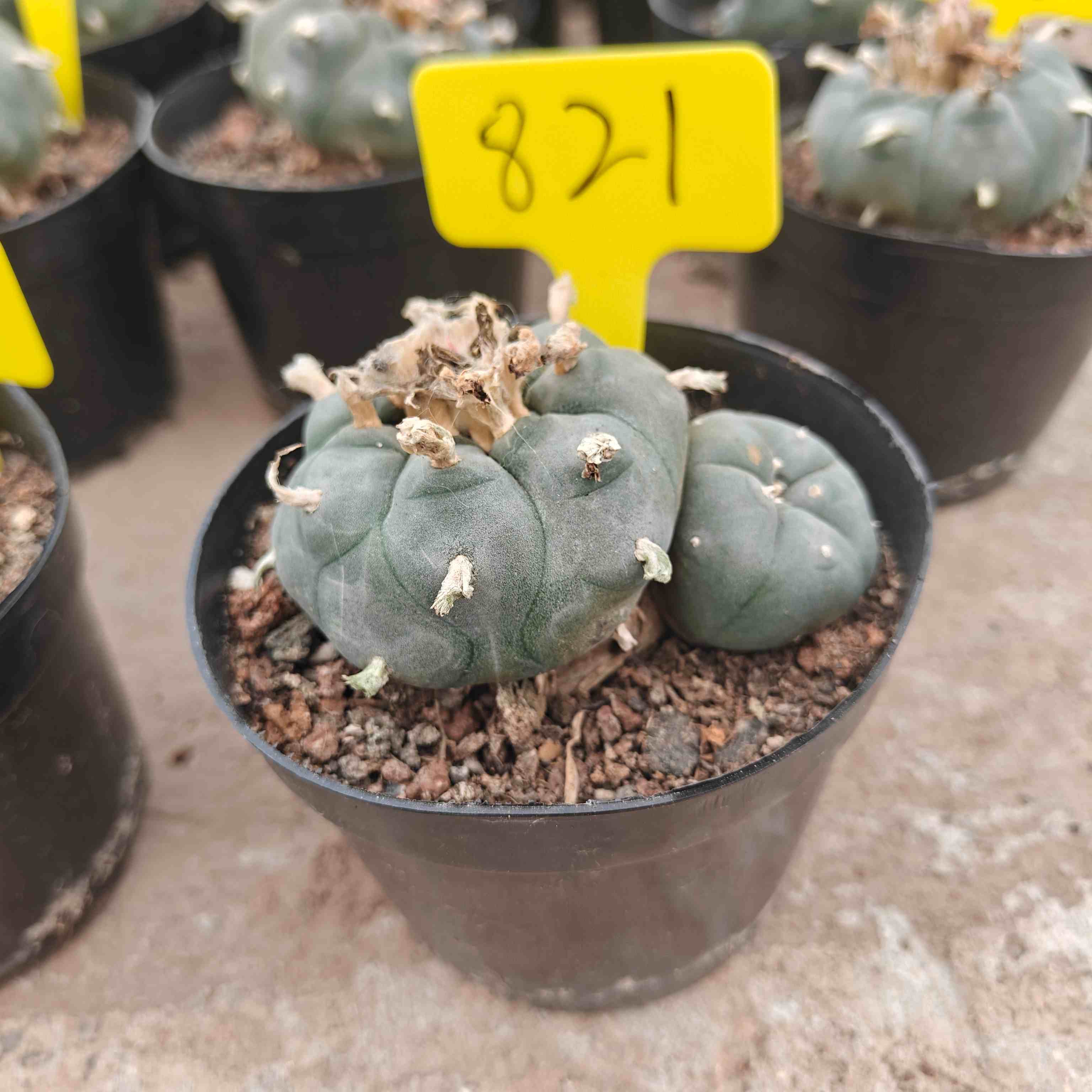 8-9cm（WYSIWYG）Lophophora williamsii （single head）6-8 years old Number 803