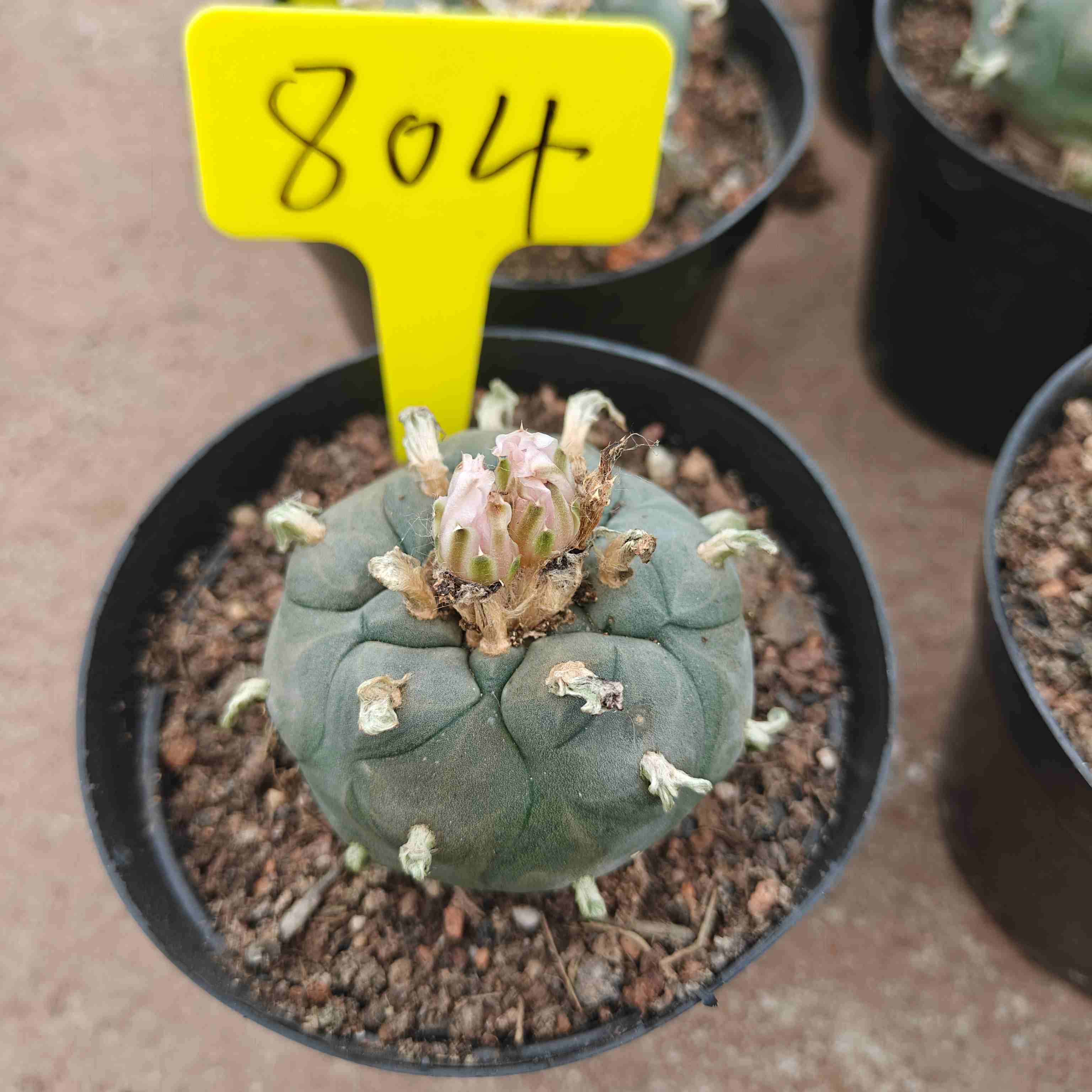 6-7cm（WYSIWYG）Lophophora williamsii （single head）6-8 years old Number 821